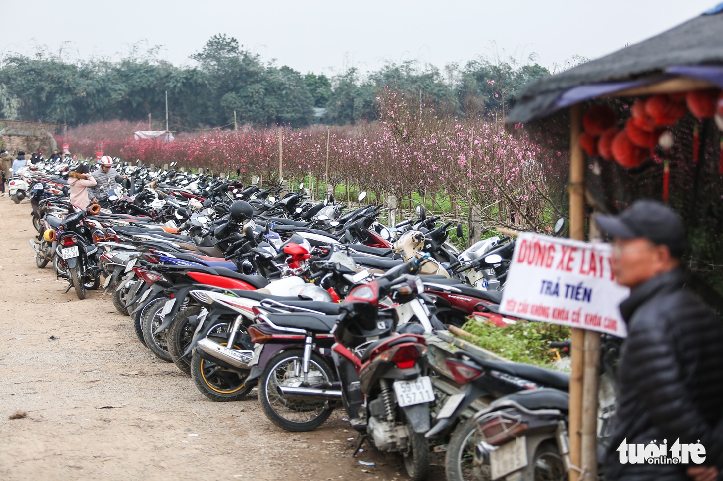 Bạn trẻ thủ đô xúng xính tạo dáng bên đào Nhật Tân - Ảnh 8.