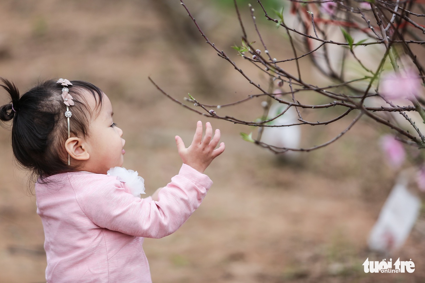 Bạn trẻ thủ đô xúng xính tạo dáng bên đào Nhật Tân - Ảnh 5.