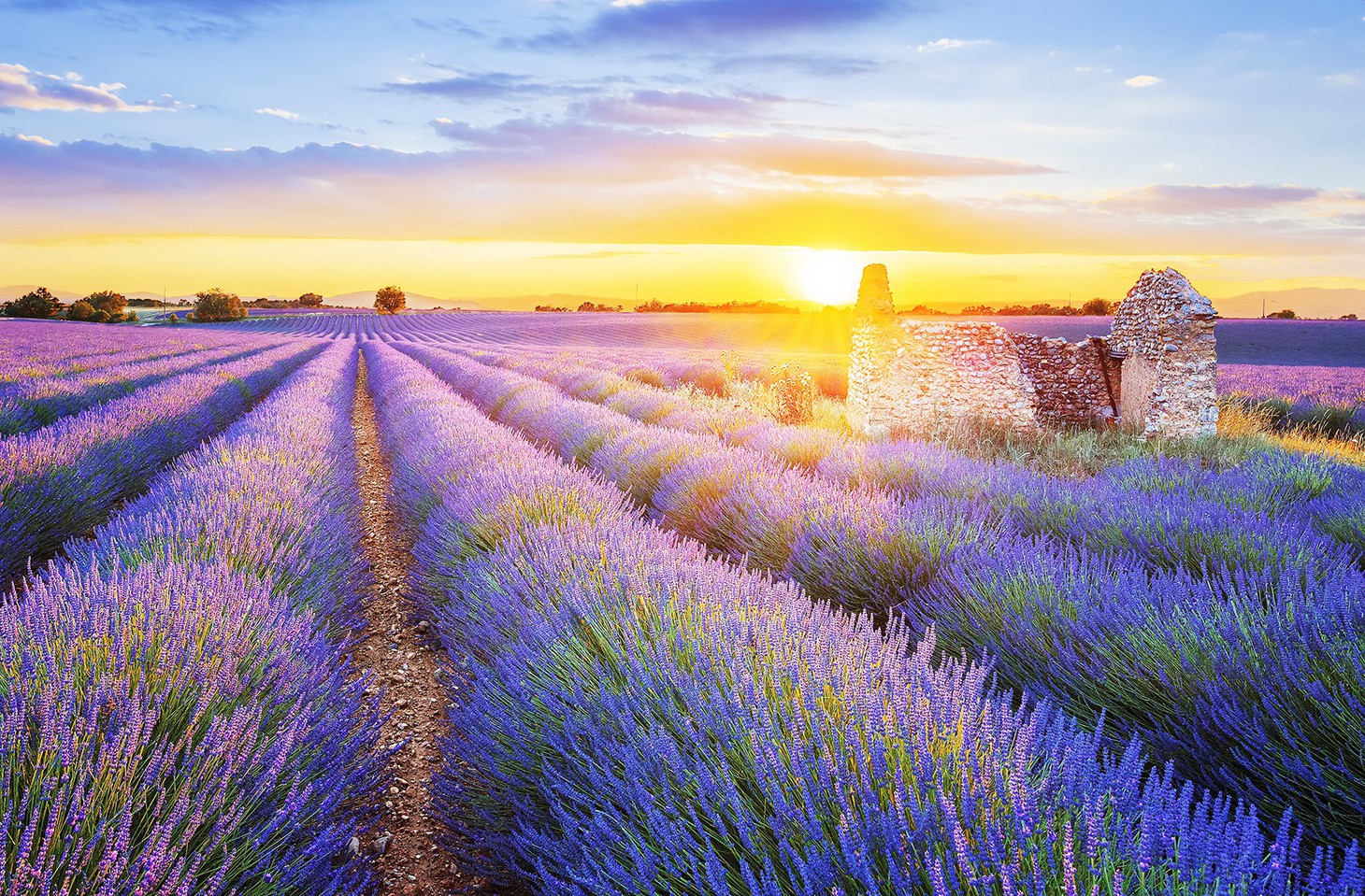 Đi tìm giấc mơ màu tím Lavender - Ảnh 1.