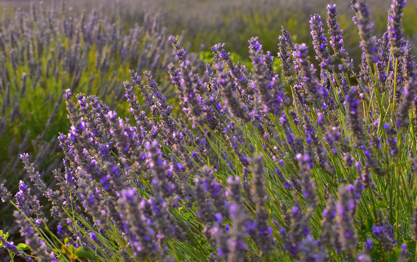 Đi tìm giấc mơ màu tím Lavender - Ảnh 3.