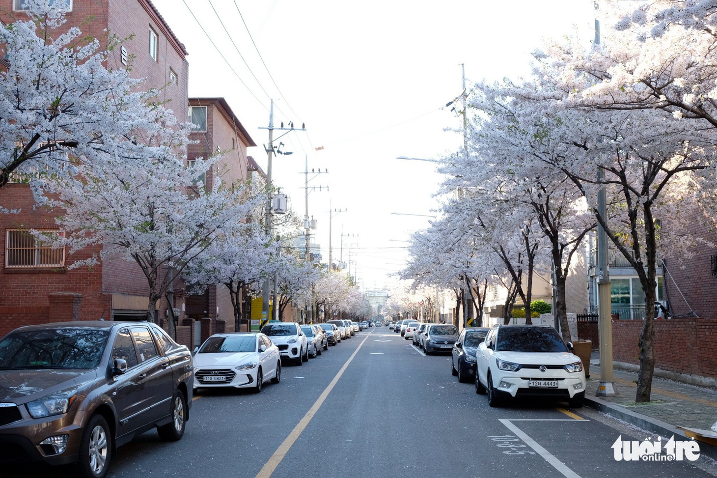 Hoa anh đào nở rợp trời hút hồn giới trẻ Seoul - Ảnh 13.