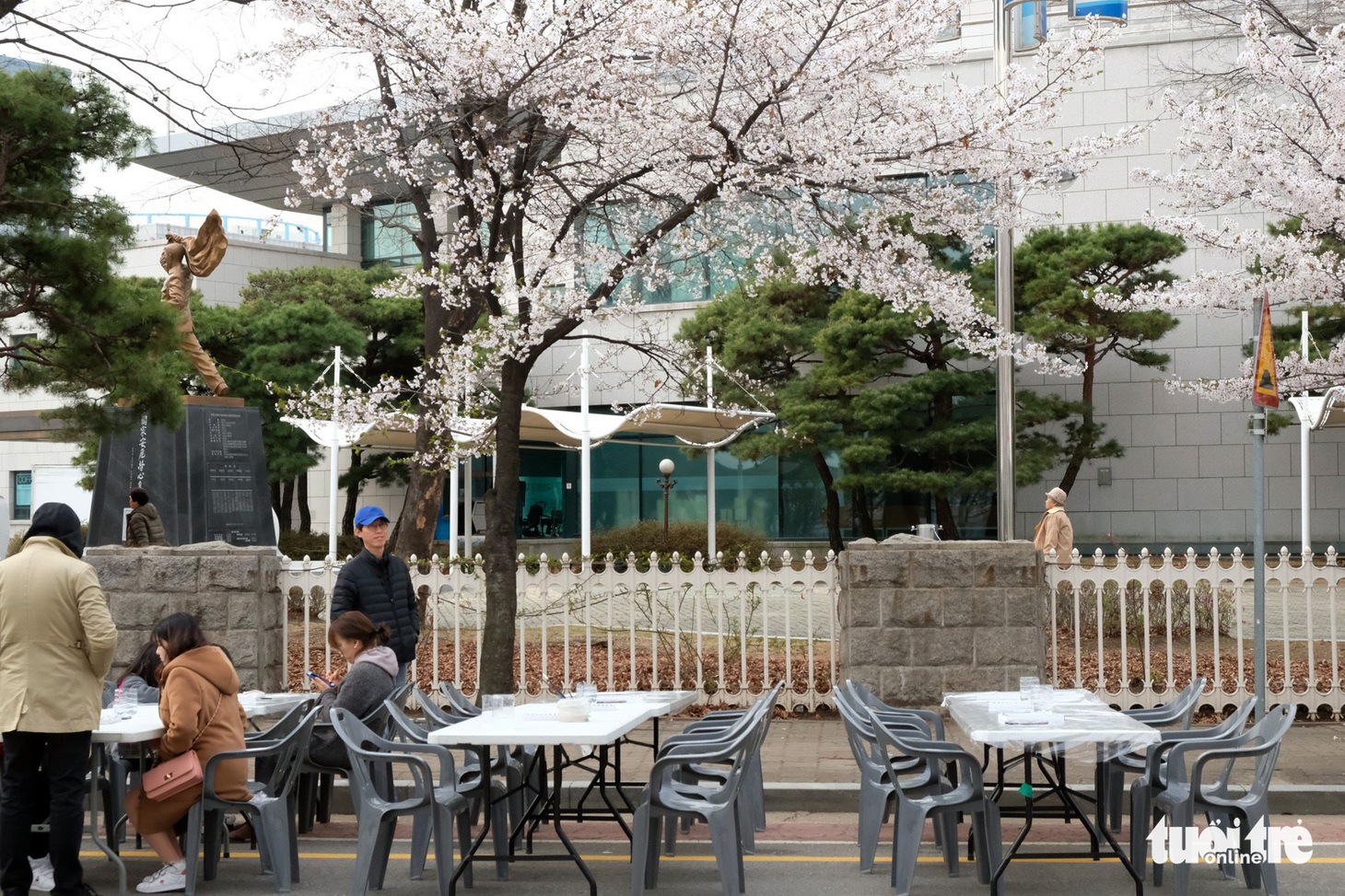 Hoa anh đào nở rợp trời hút hồn giới trẻ Seoul - Ảnh 20.