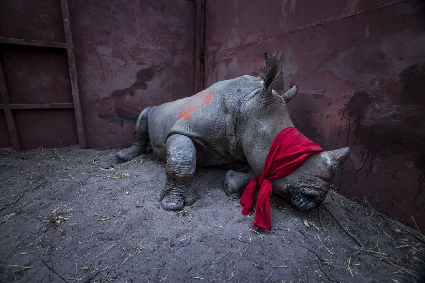 Thế giới qua những bức ảnh xuất sắc của World Press Photo 2018 - Ảnh 11.