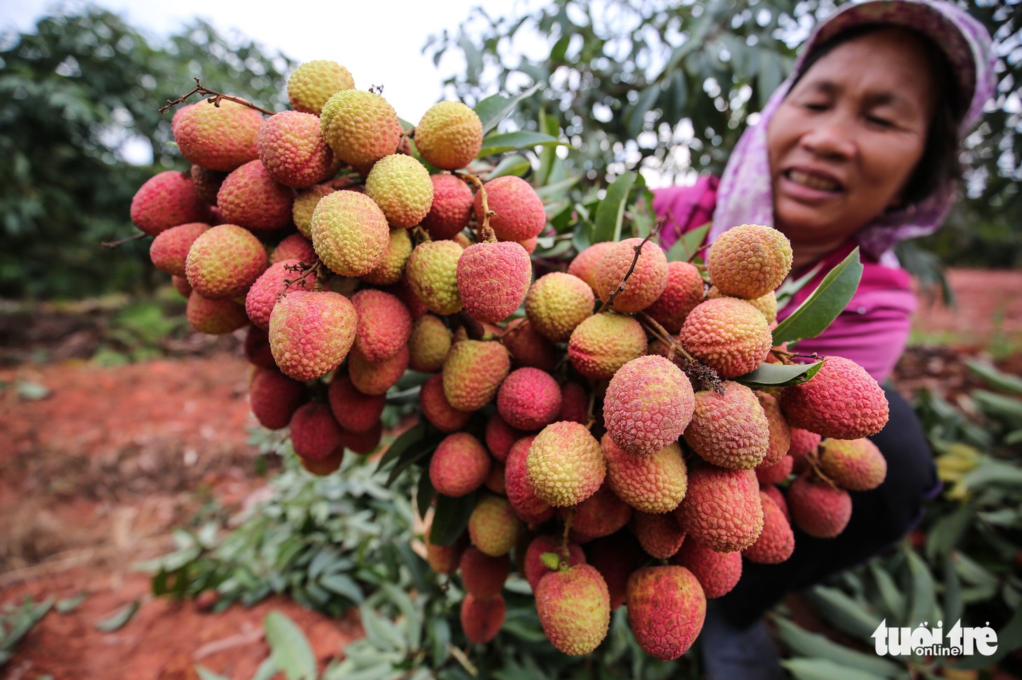 Vải Lục Ngạn đầu mùa đã rớt giá, chỉ còn 6.000-8.000đ/kg - Ảnh 2.