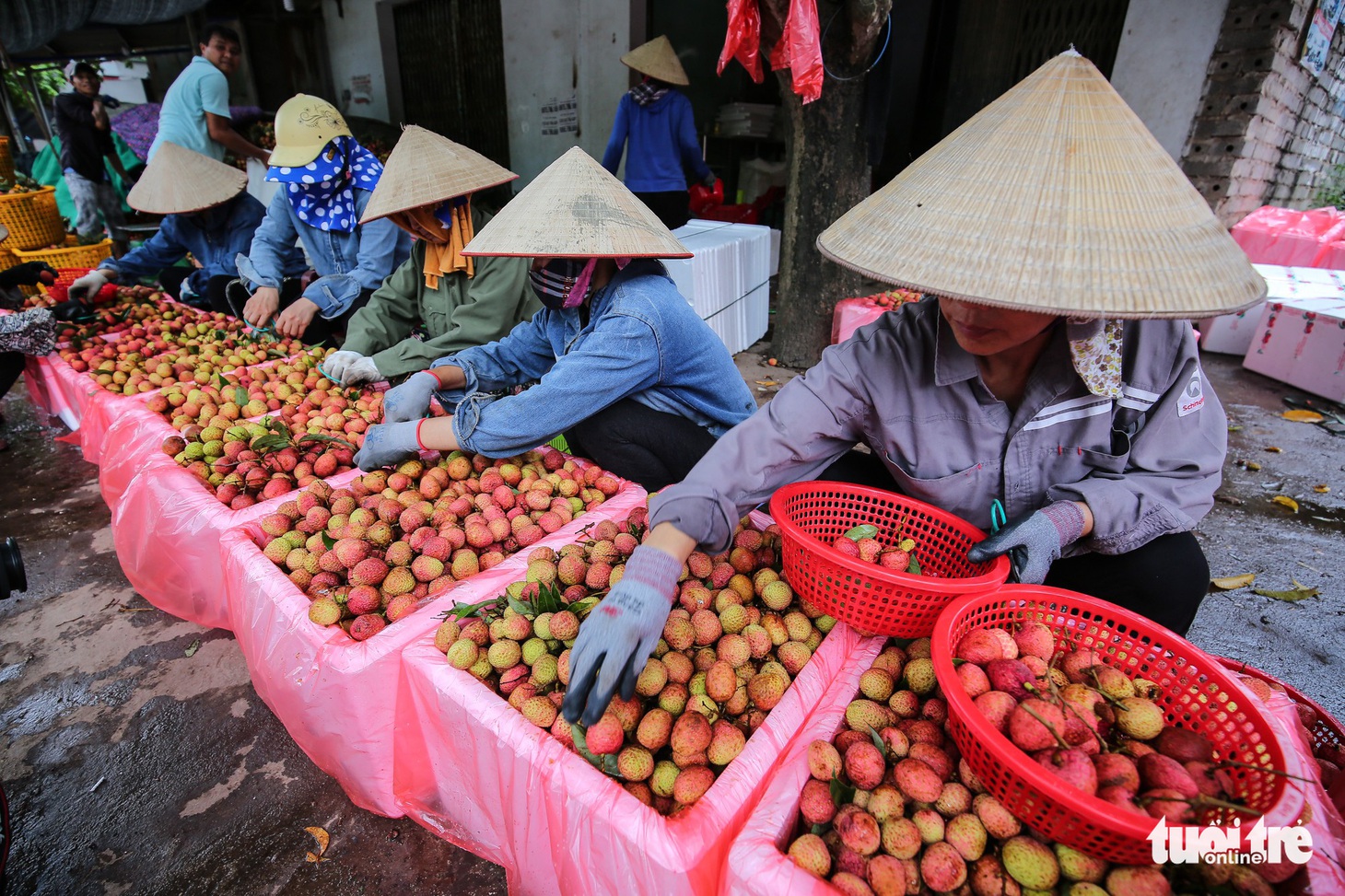 Vải Lục Ngạn đầu mùa đã rớt giá, chỉ còn 6.000-8.000đ/kg - Ảnh 7.
