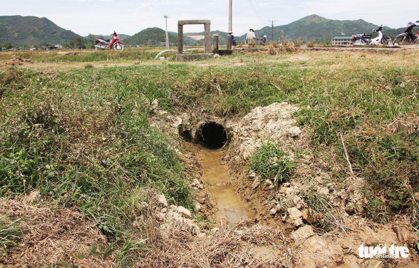 Dân Nghệ An căng mình vét nước cứu lúa - Ảnh 3.