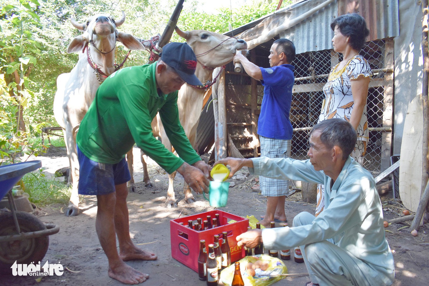 Độ bò đua Bảy Núi - Ảnh 4.