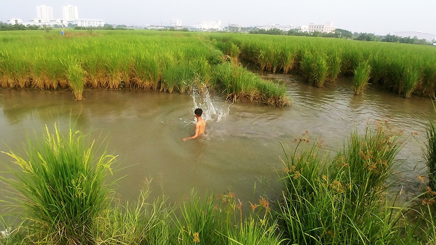 Làm ruộng ở quận 2, giữa lòng khu đất vàng  - Ảnh 5.