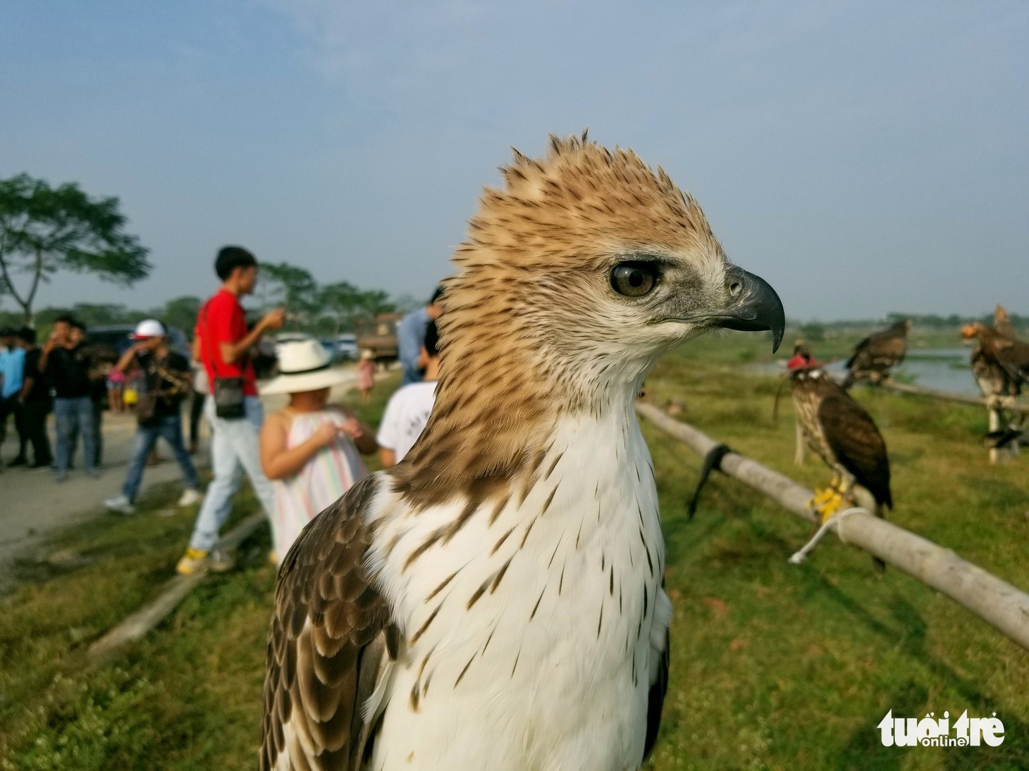 Mãn nhãn với những chú chim săn mồi sải cánh dũng mãnh - Ảnh 11.