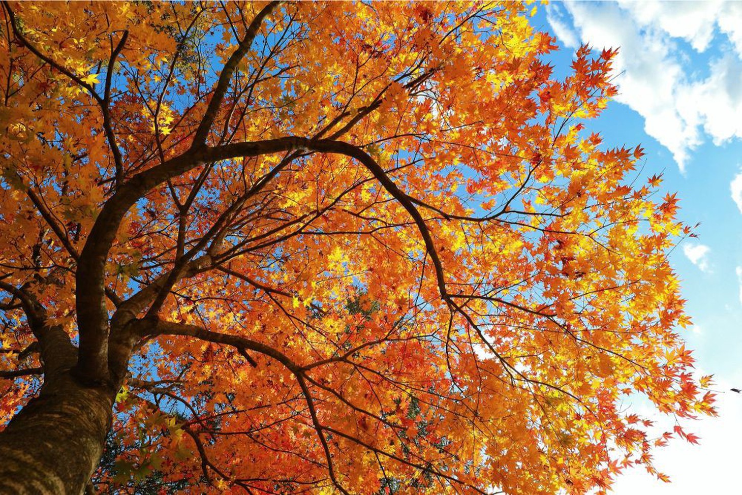 Thu vàng lộng lẫy của Hokkaido - gặp một lần đã là diễm phúc - Ảnh 3.