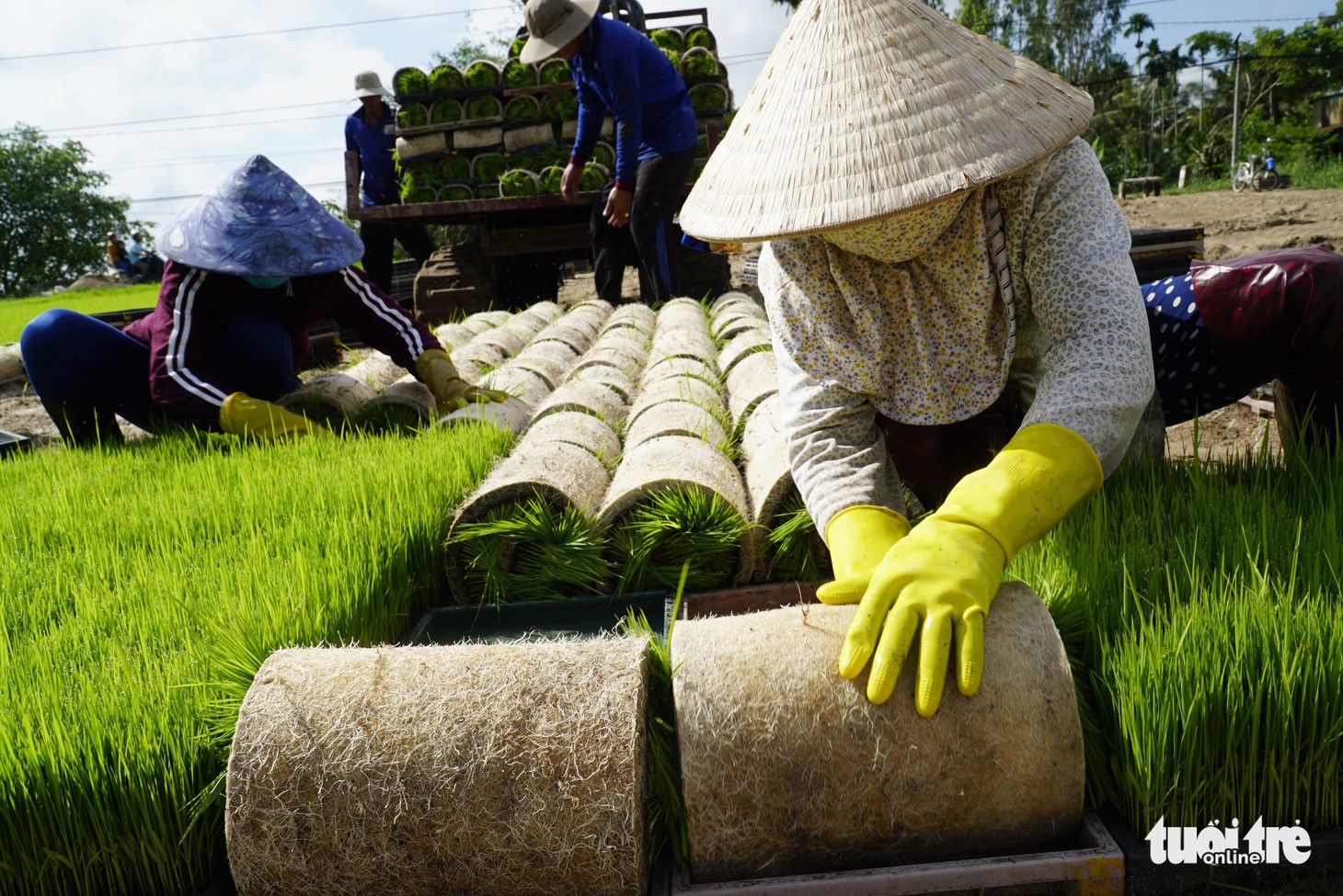 Mùa mạ non rộn ràng trên đồng Tháp Mười - Ảnh 3.
