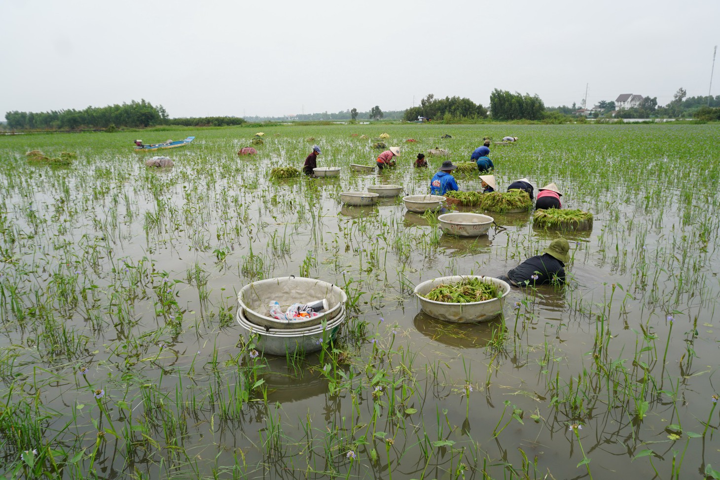Nhổ hẹ mùa nước nổi - Ảnh 3.