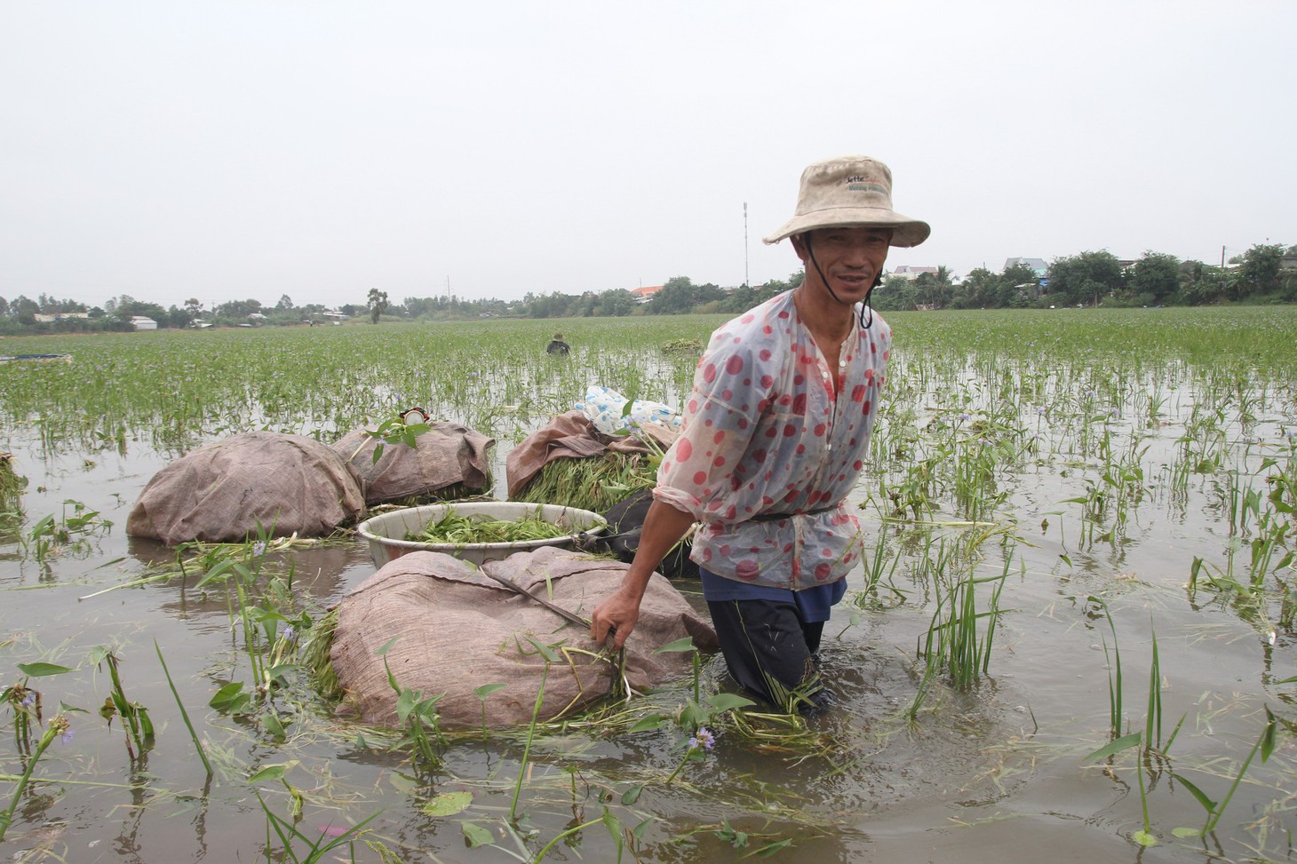 Nhổ hẹ mùa nước nổi - Ảnh 7.