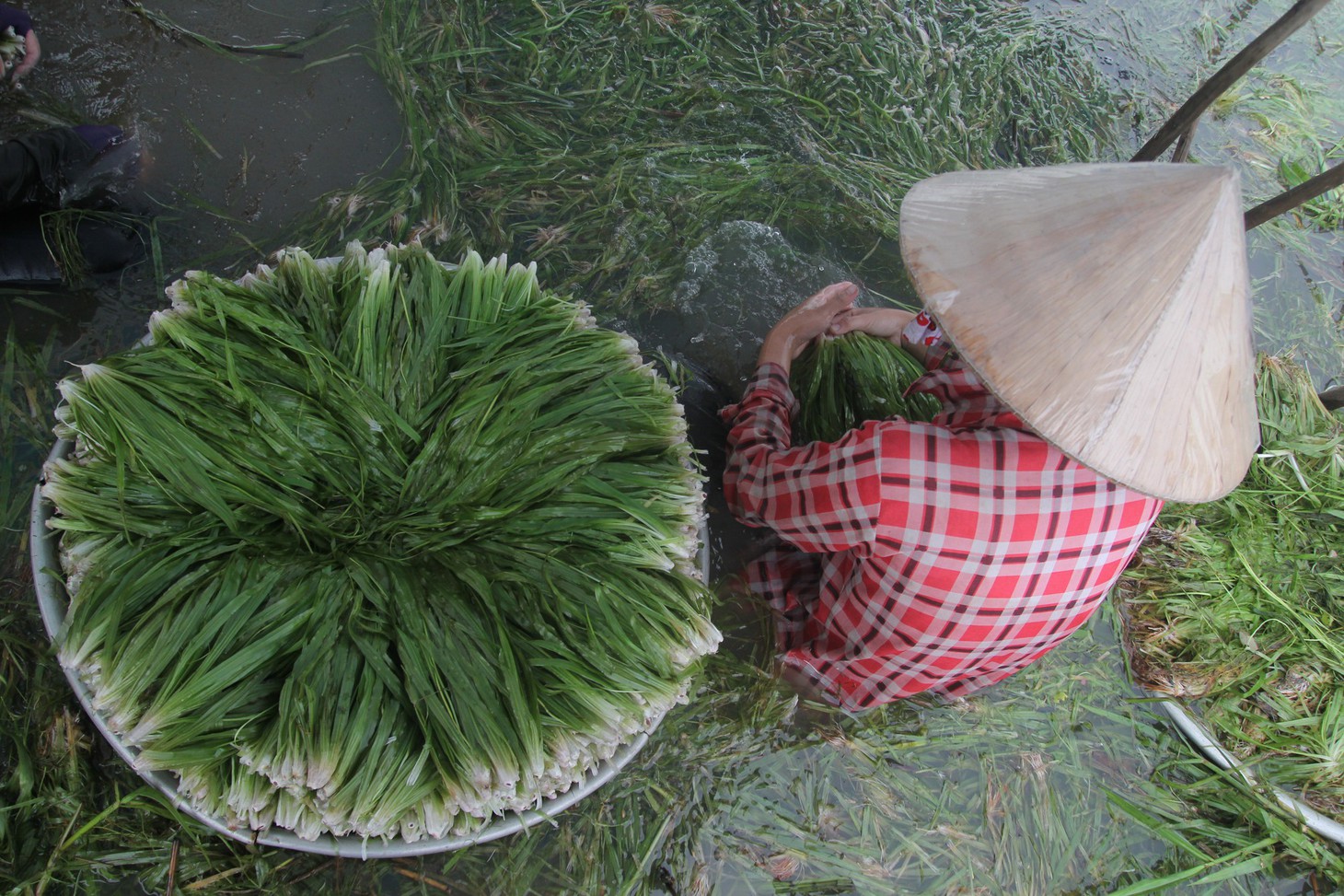 Nhổ hẹ mùa nước nổi - Ảnh 1.