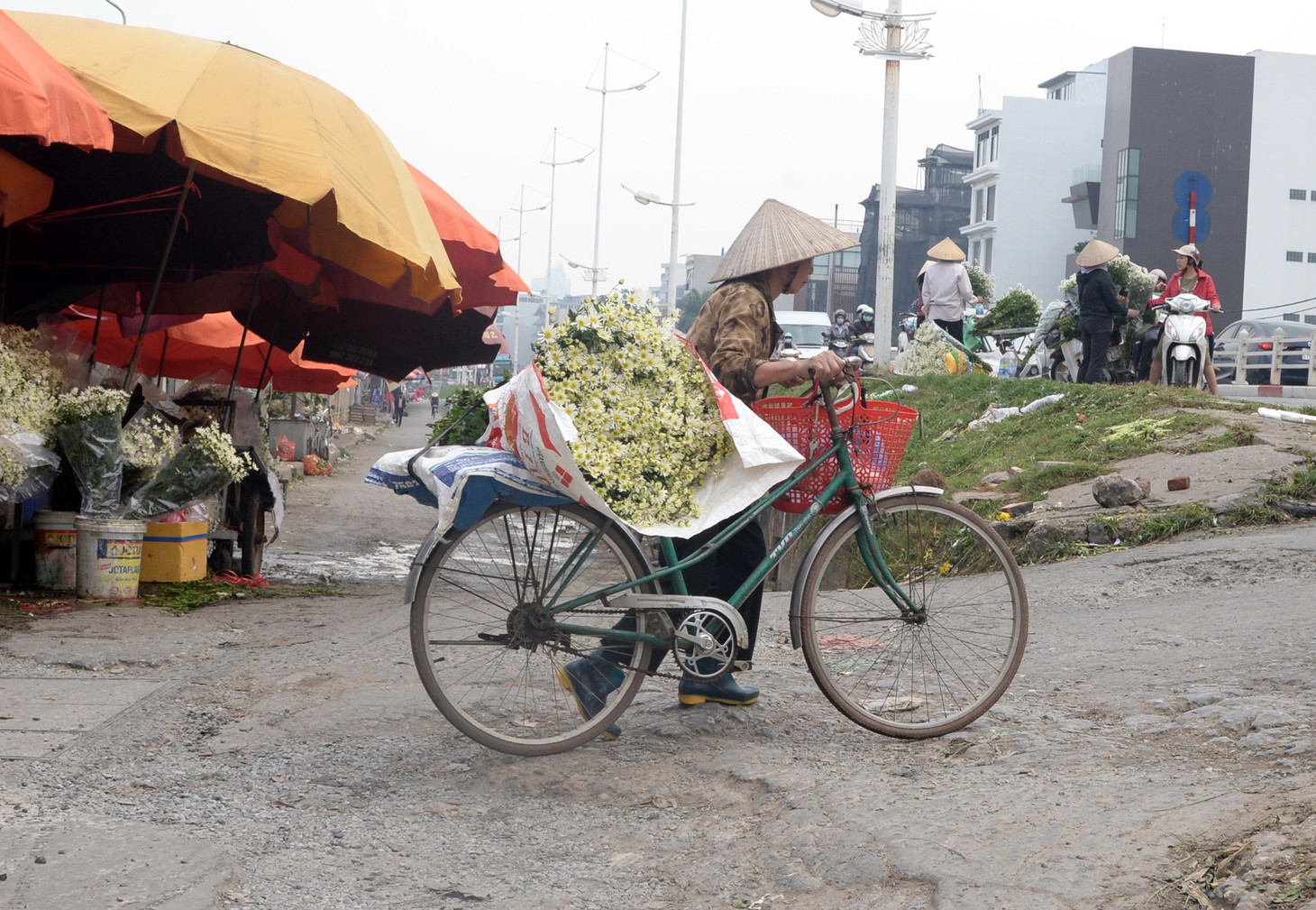 Mùa cúc họa mi nhộn nhịp từ vườn ra phố Hà Nội - Ảnh 17.