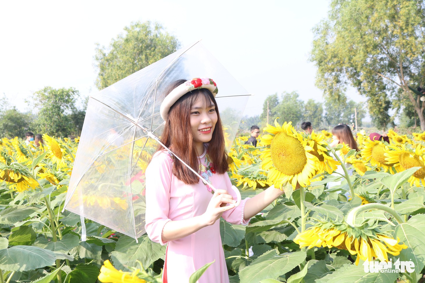 Selfie rực sắc vàng với vườn hướng dương ở TP.HCM   - Ảnh 5.