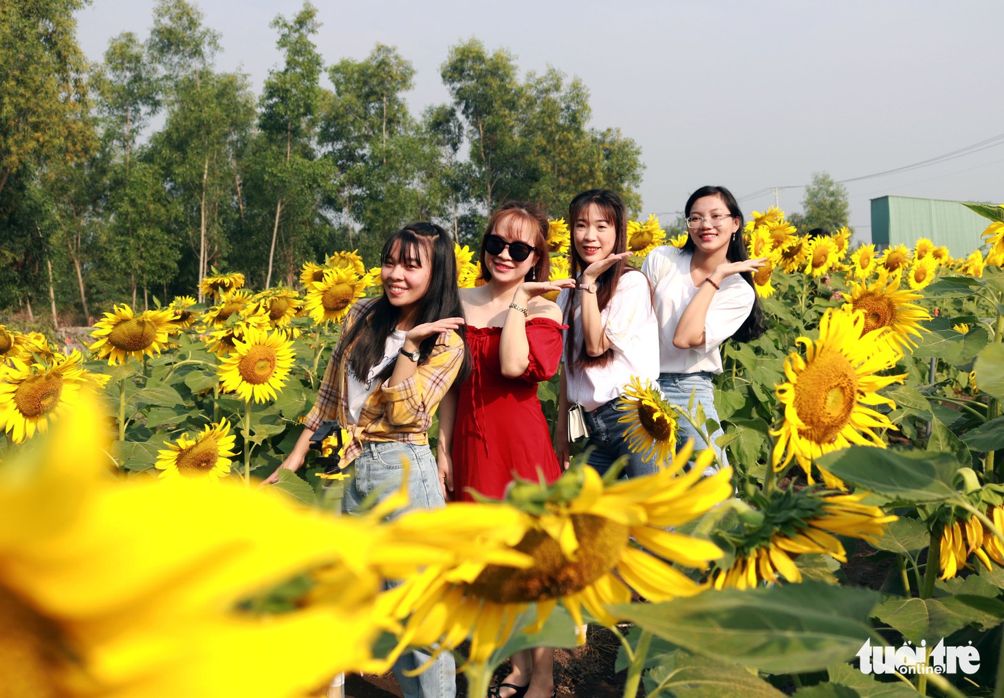 Selfie rực sắc vàng với vườn hướng dương ở TP.HCM   - Ảnh 1.