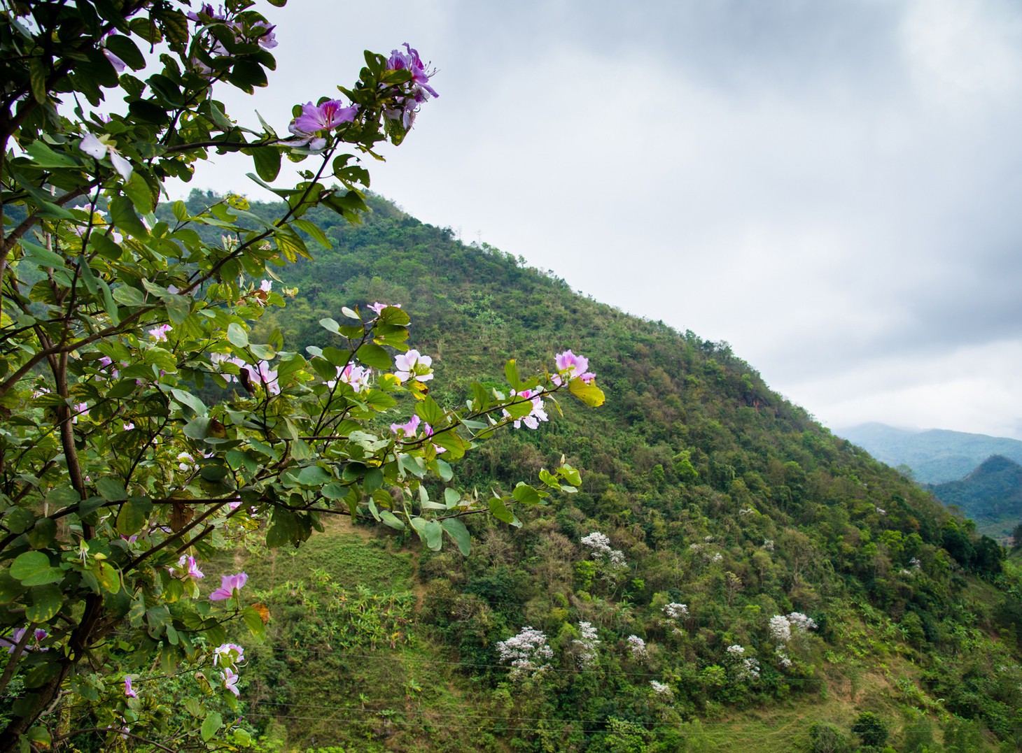 Cung đường 100km ngắm hoa ban rực rỡ miền Tây Bắc - Ảnh 6.