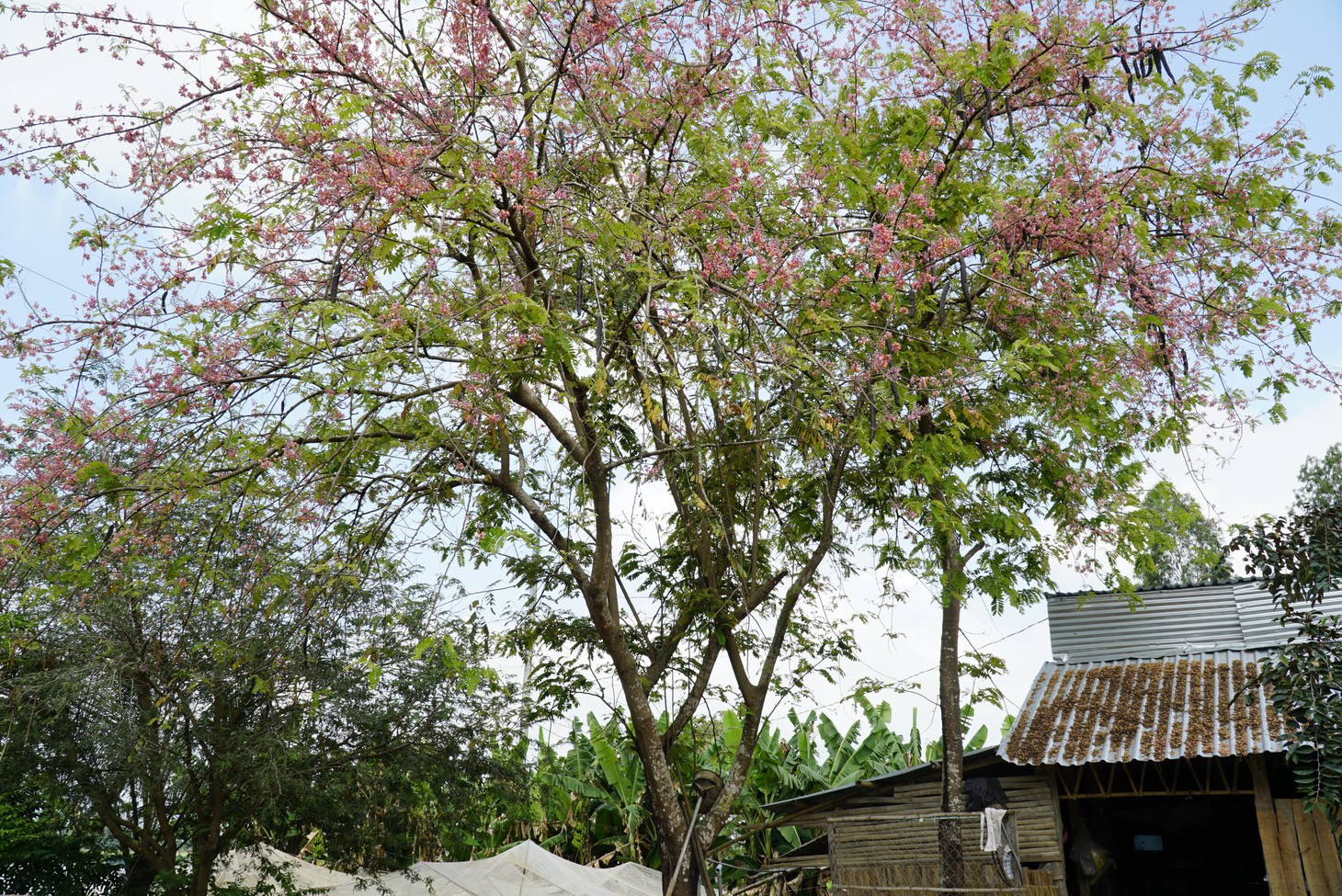 Thương ơi là thương chùm bông ô môi rực hồng tháng 3 miền Tây - Ảnh 10.