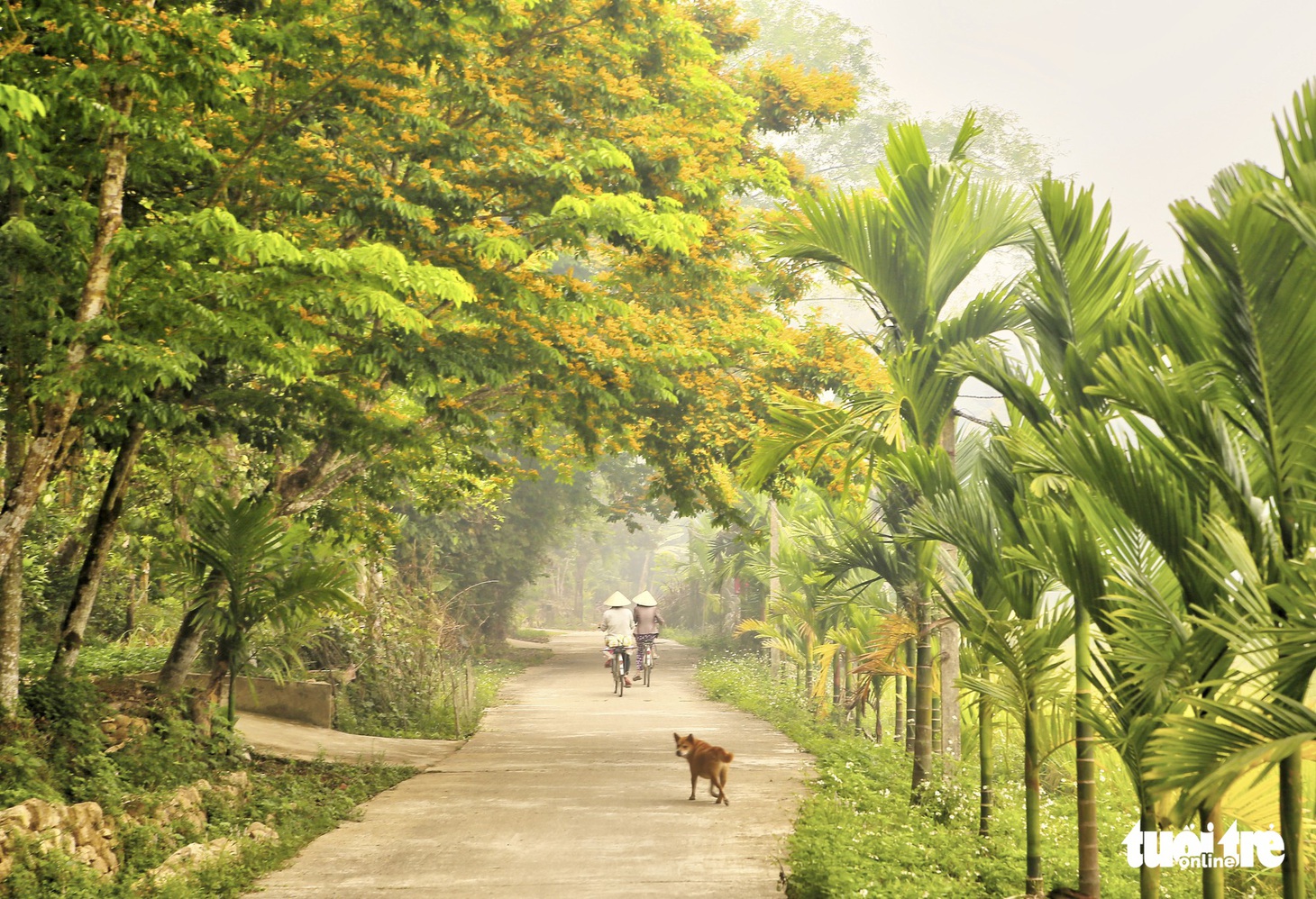 Mùa hoa sưa vàng đẹp như tranh ở xứ Quảng - Ảnh 6.