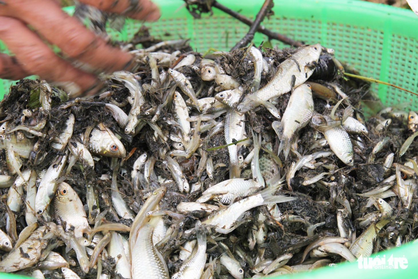 Cả ngàn người nô nức mang nơm, lưới đi đánh cá - Ảnh 14.