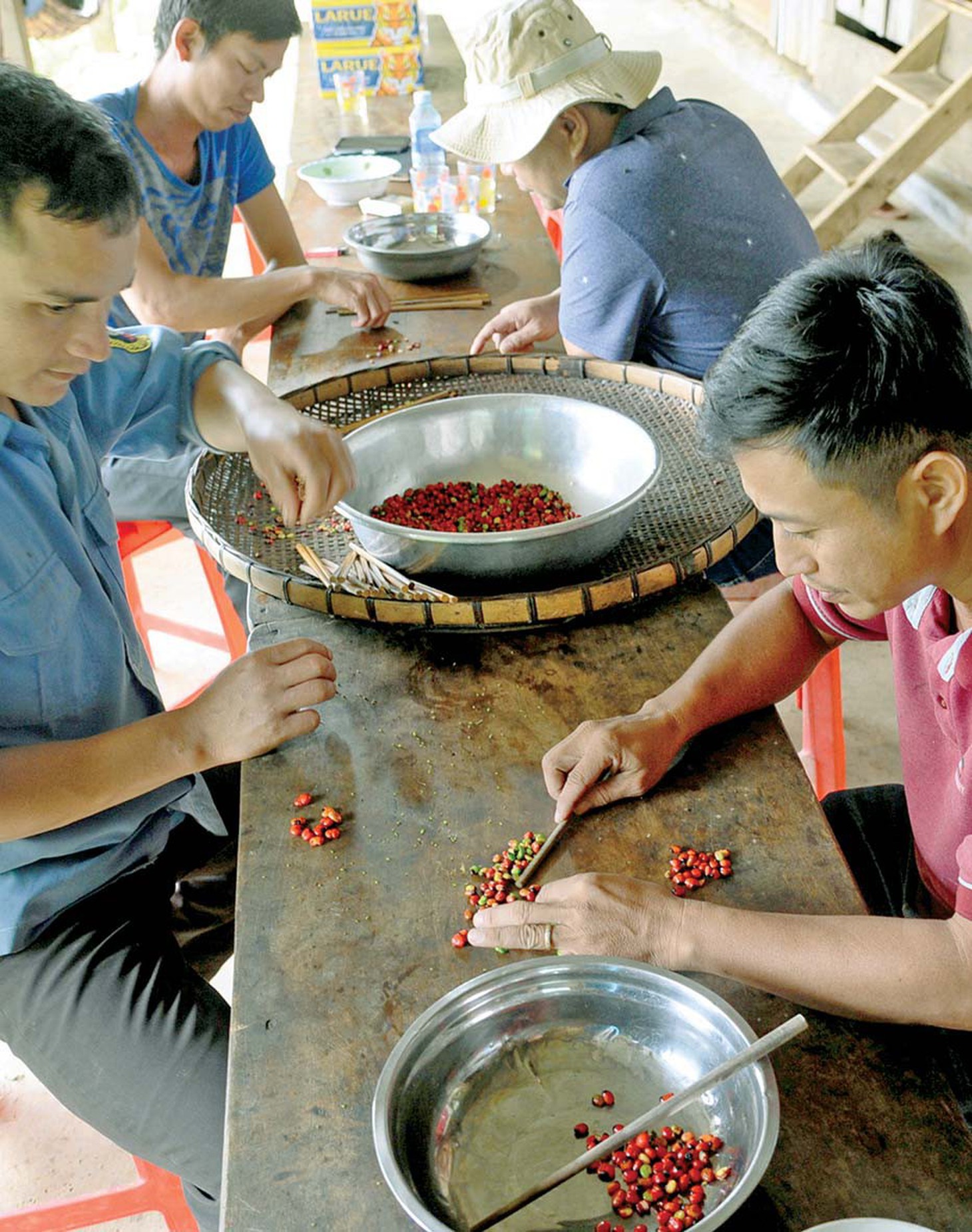 Mùa hái quả sâm Ngọc Linh - Ảnh 3.
