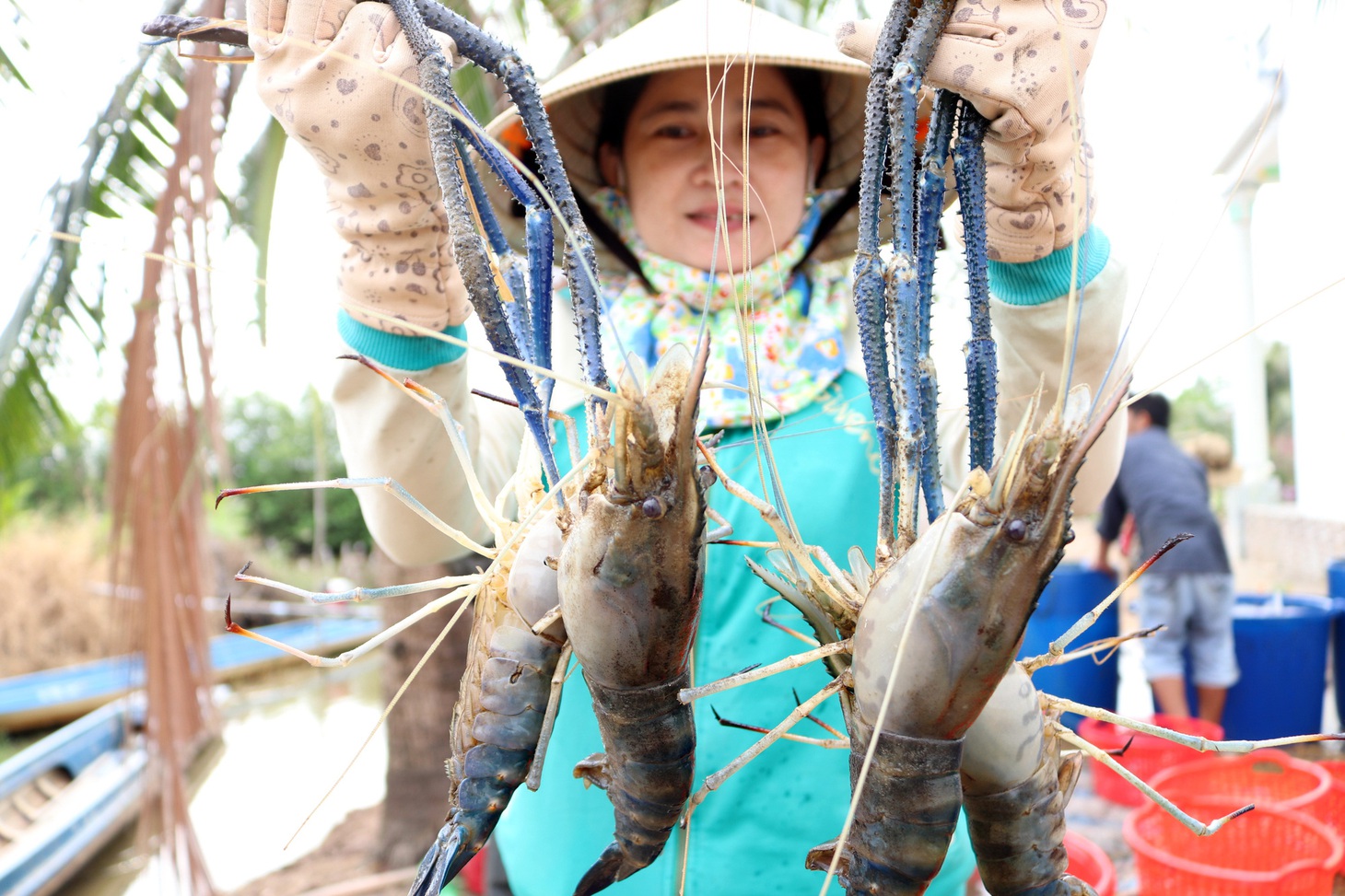 Được mùa tôm càng, năm nay ăn tết lớn rồi bây ơi - Ảnh 1.