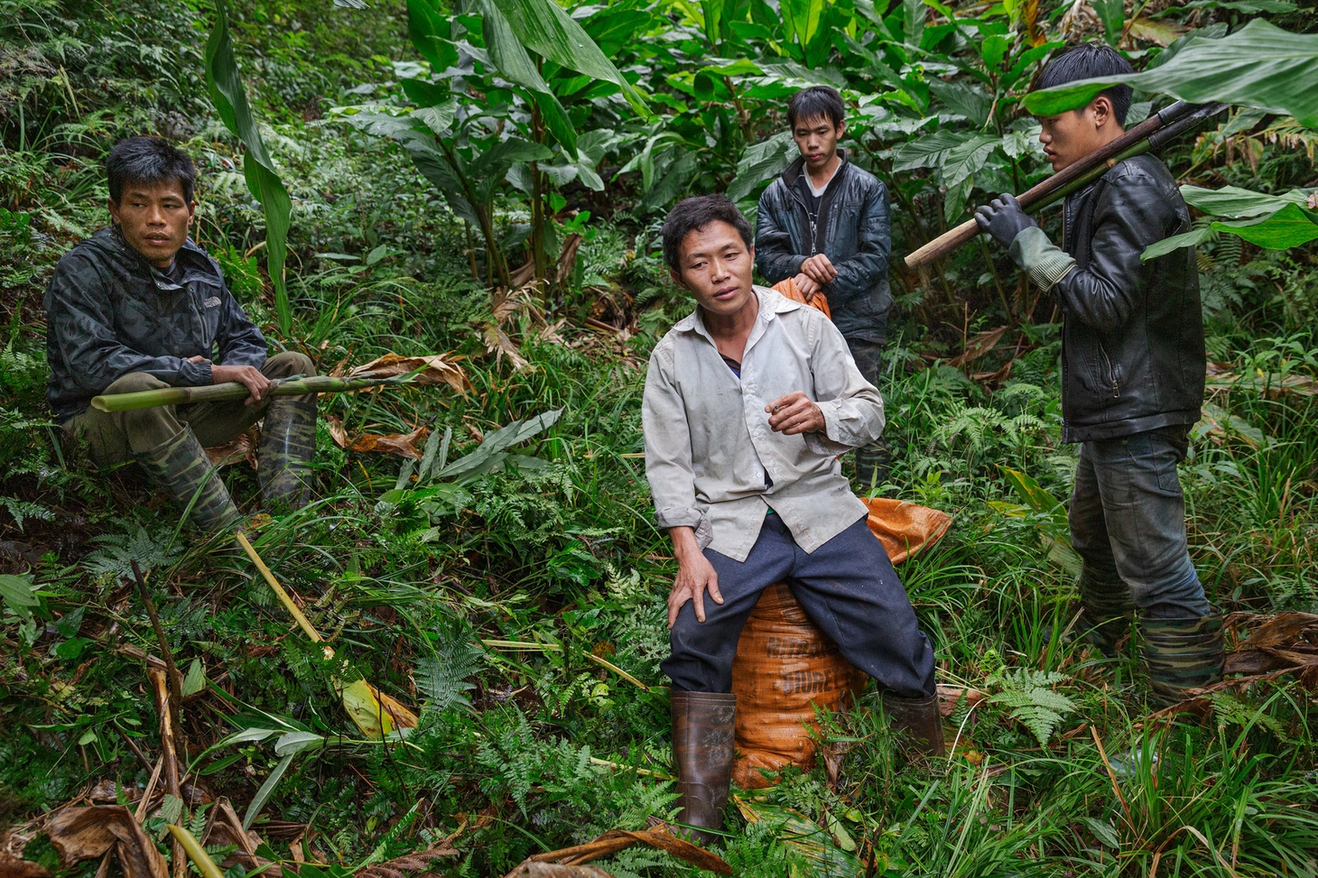 Chuyến thu hoạch thảo quả ở vườn quốc gia Hoàng Liên lên NatGeo - Ảnh 5.