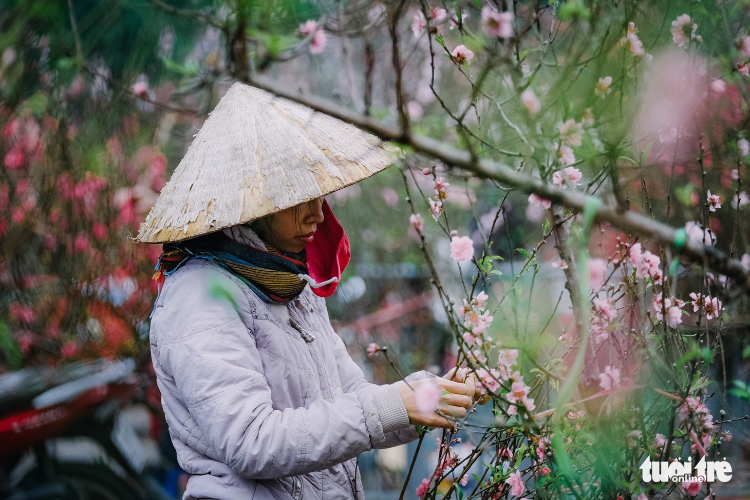 Chuột vàng ‘cõng’ đào Nhật Tân hút khách ngày cận tết - Ảnh 3.