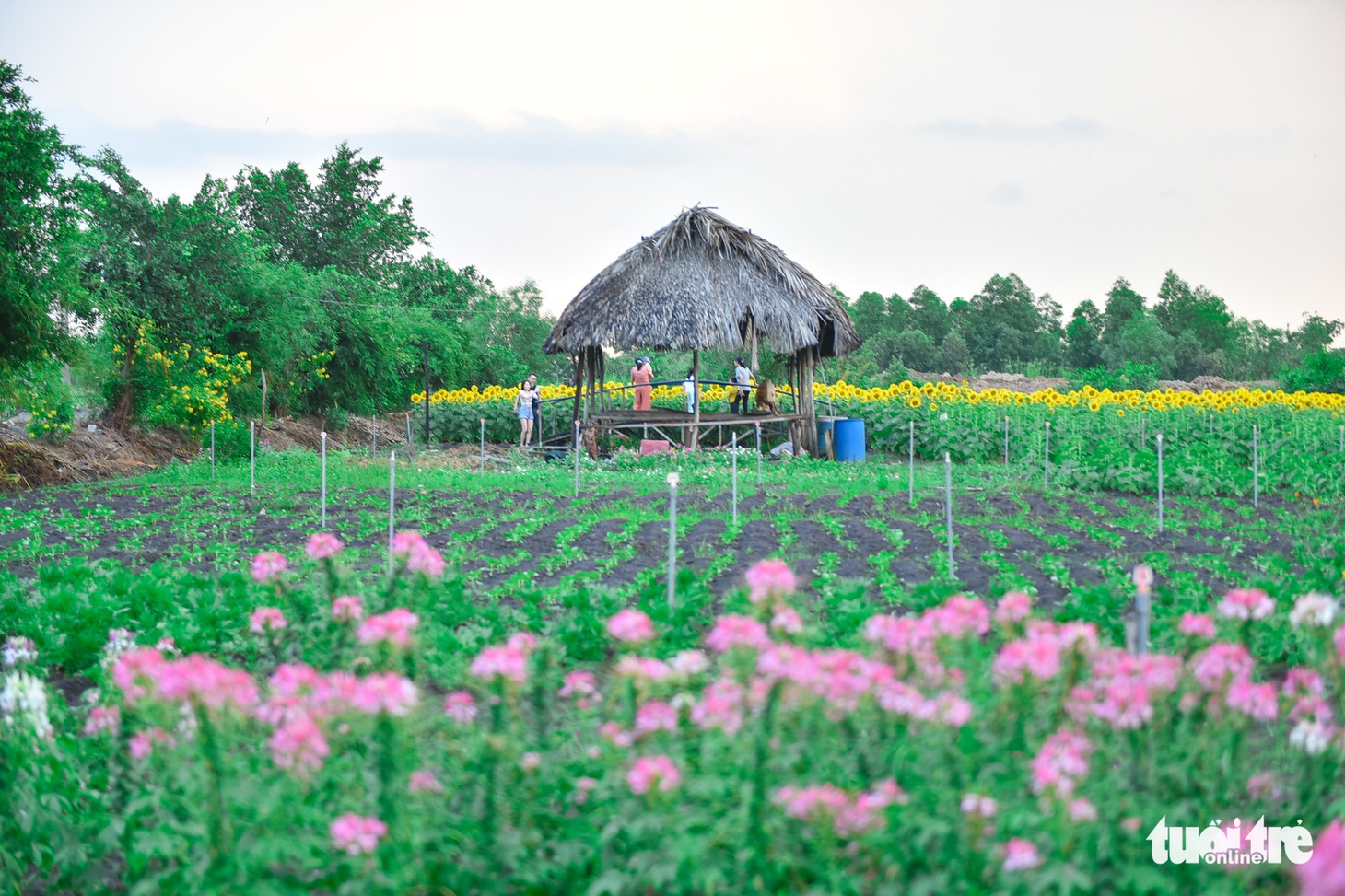 Thỏa thích tung tẩy giữa cánh đồng hoa rực rỡ tại quận 9 - Ảnh 11.