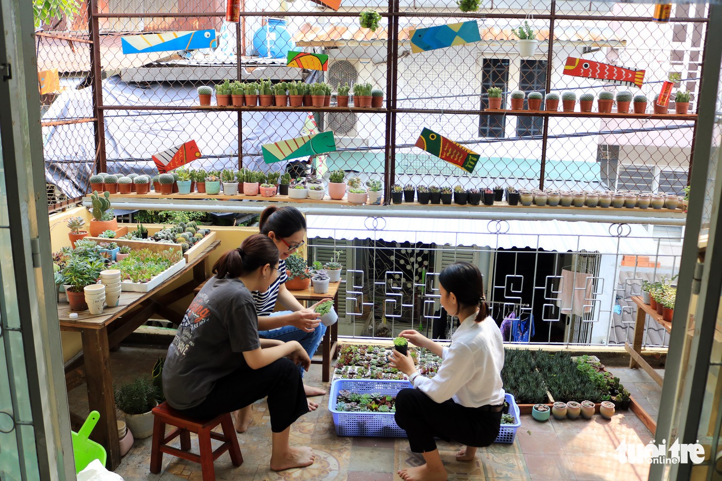 Có một ngôi nhà mang tên... nhiều lá - Ảnh 1.