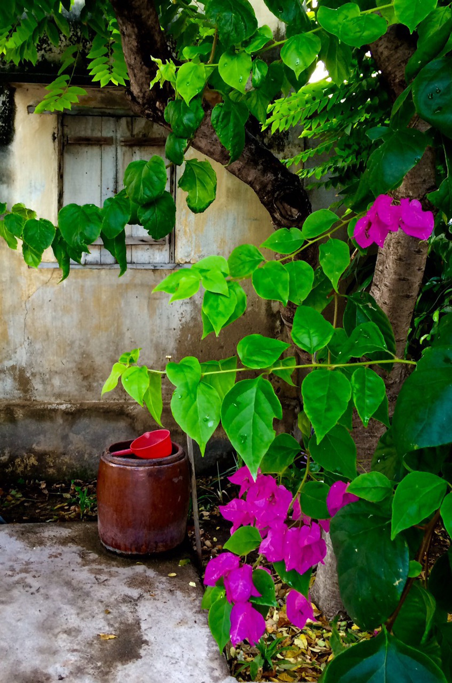 Cuộc thi Nhà tôi - Mái ấm: Nhà má - Ảnh 5.