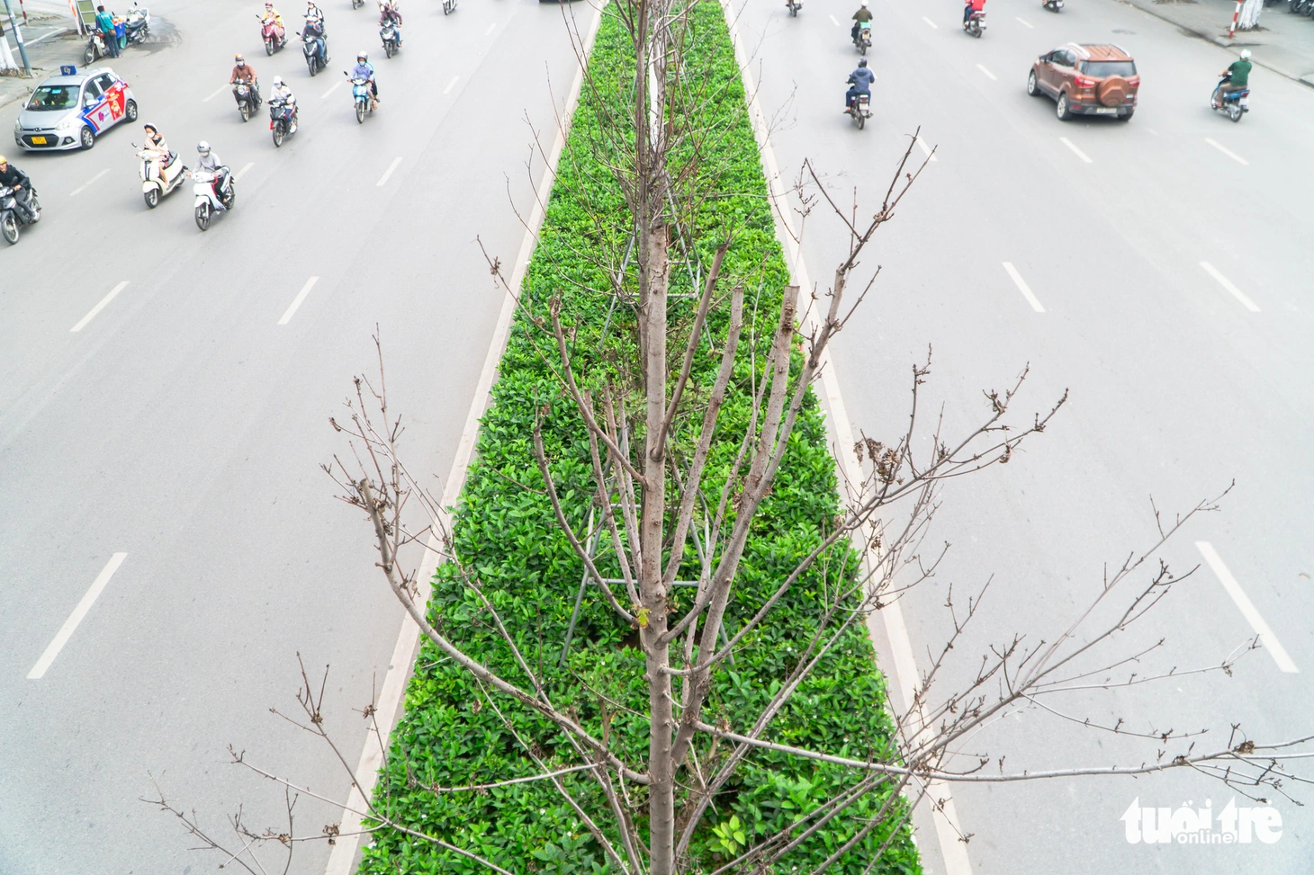 Cây phong lá đỏ ở Hà Nội không phù hợp nên chết khô là tất yếu - Ảnh 4.