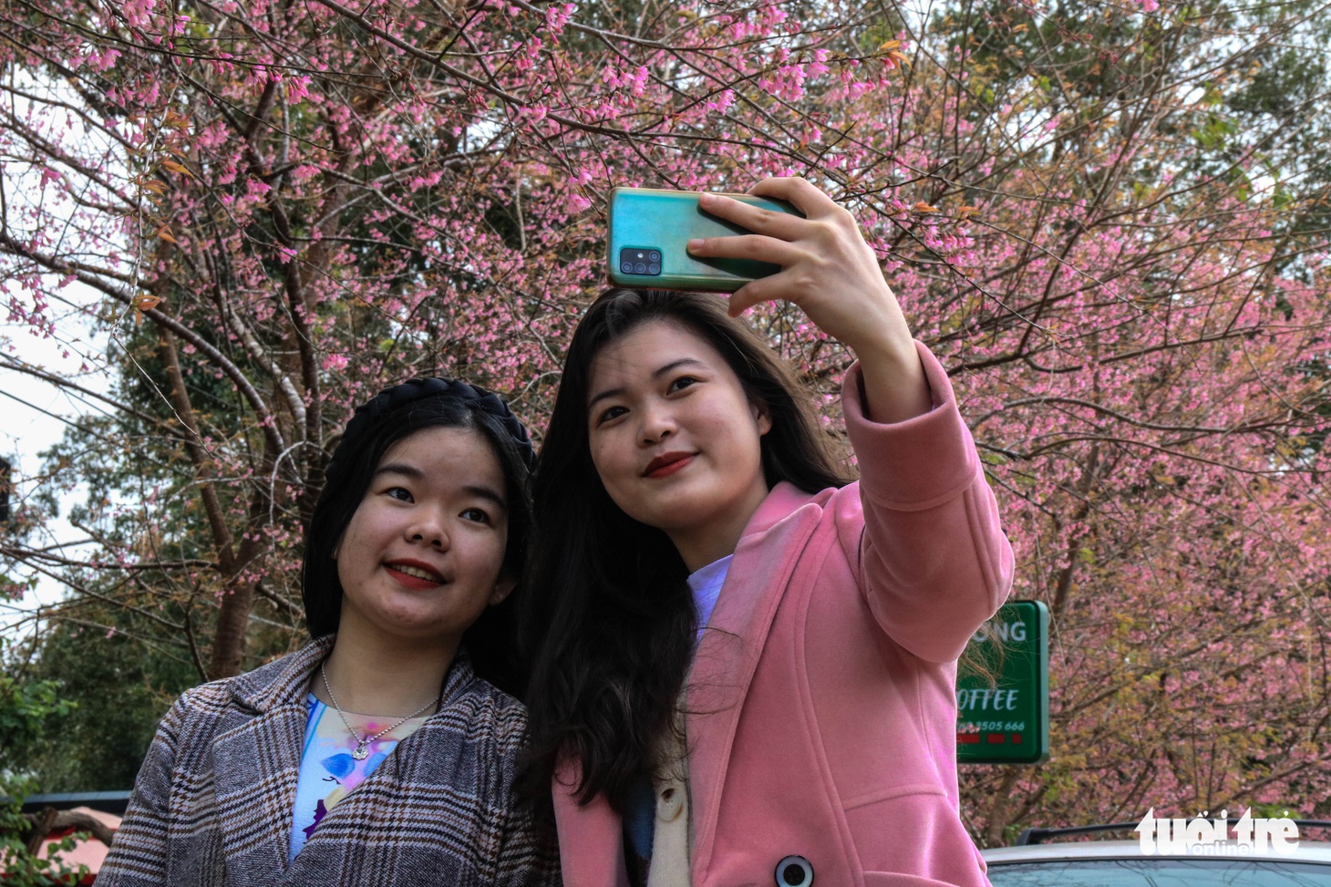 Hàng nghìn lượt khách đổ về Măng Đen ngắm hoa mai anh đào khoe sắc - Ảnh 3.