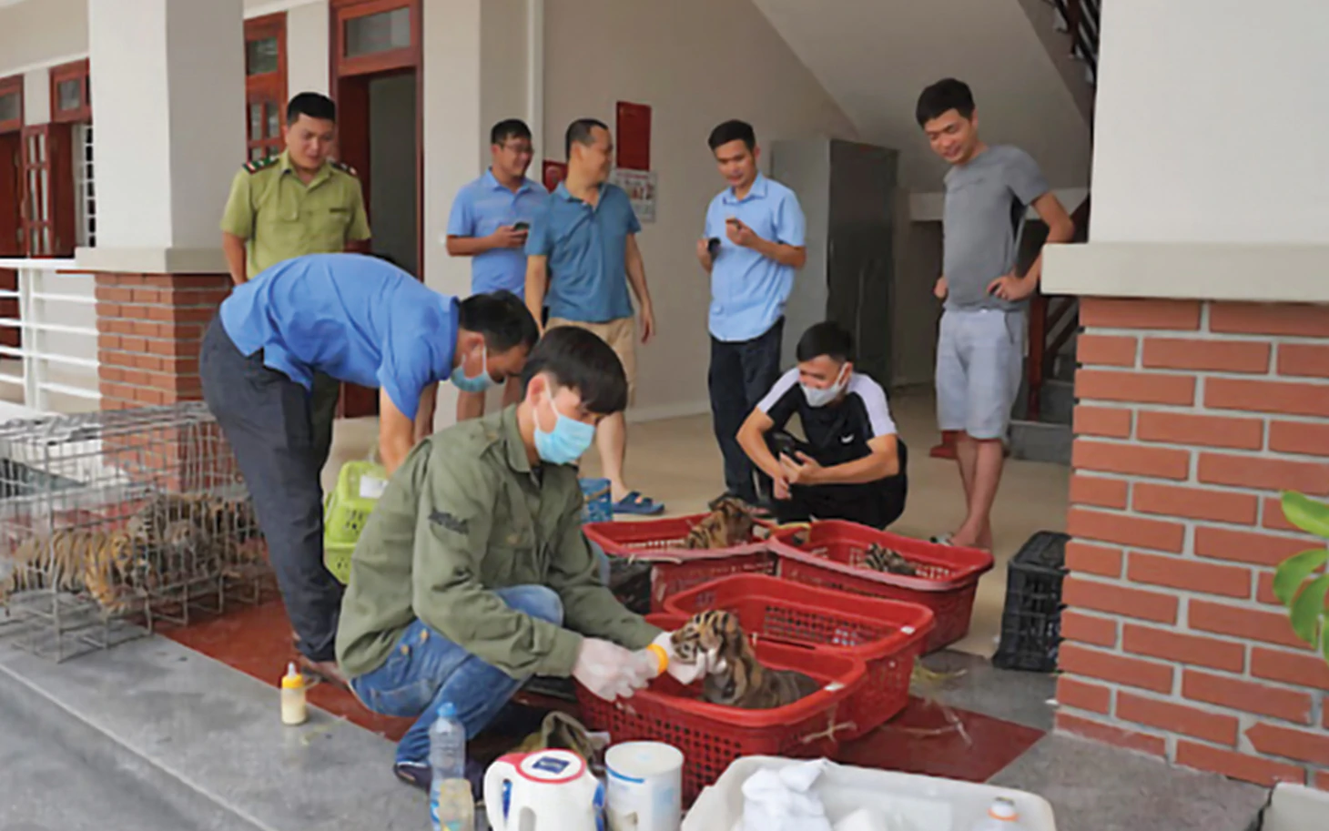7 đại sứ hổ con ở Vườn quốc gia Pù Mát - Ảnh 5.