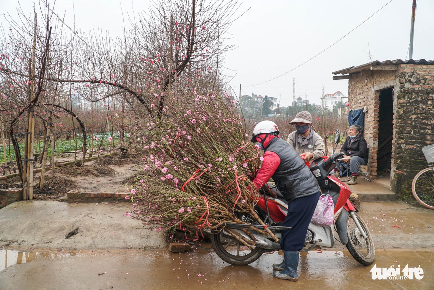 Thủ phủ đào Nhật Tân đìu hiu dù Tết đã rất gần - Ảnh 5.