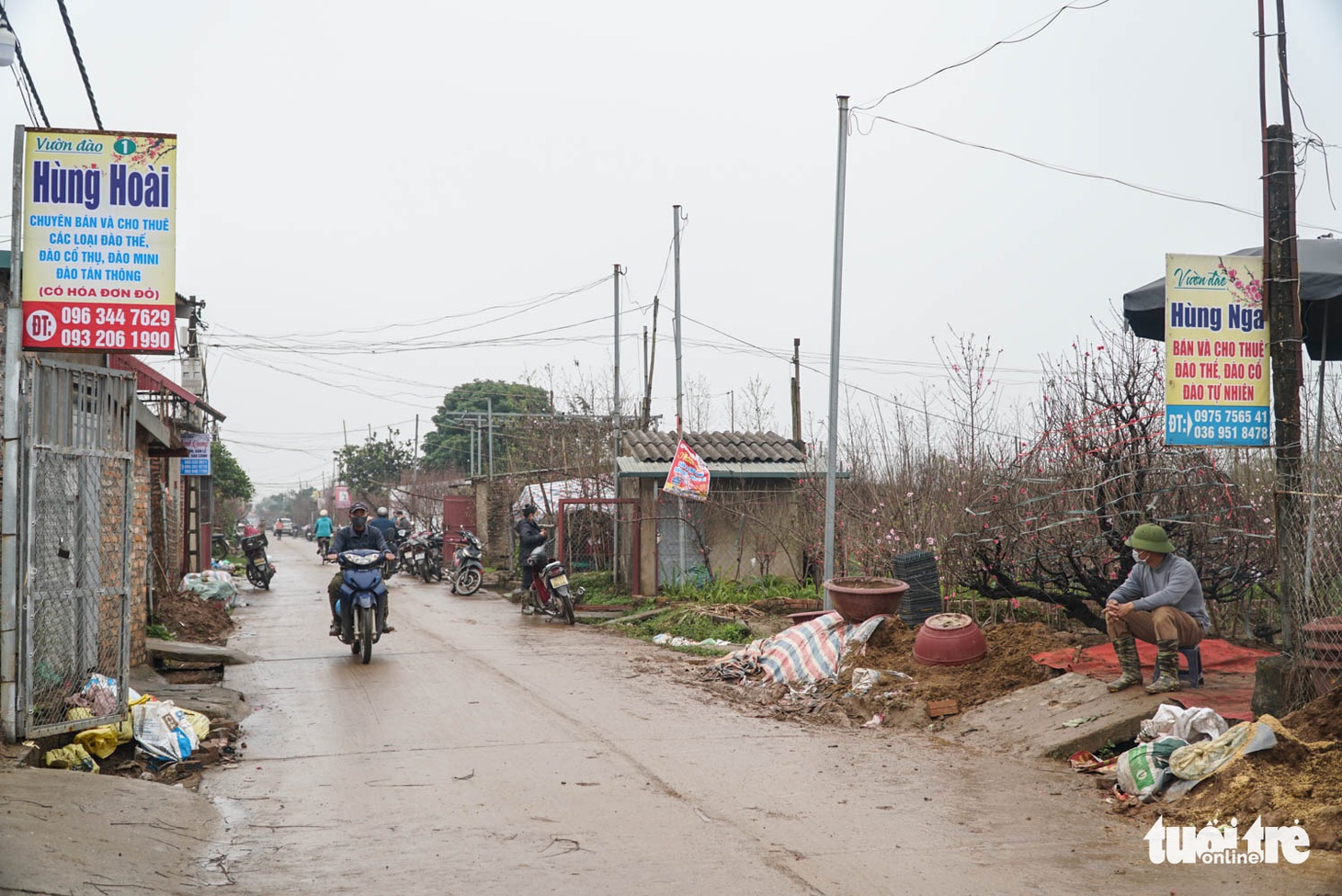 Thủ phủ đào Nhật Tân đìu hiu dù Tết đã rất gần - Ảnh 4.