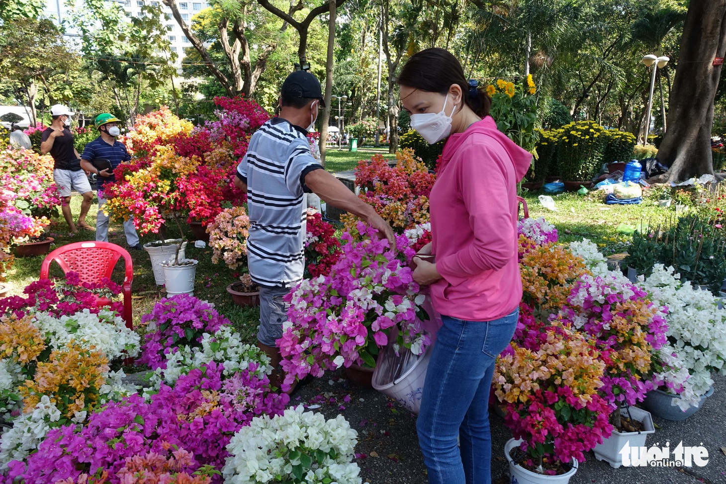Hoa cắt cành bán chạy, hoa chưng Tết giảm giá sập sàn - Ảnh 7.