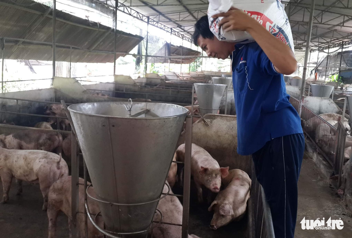 Tin sáng 25-11: Giá heo thấp kéo dài, người chăn nuôi ra sao? 5 triệu dân TP.HCM đã có CCCD gắn chip - Ảnh 4.