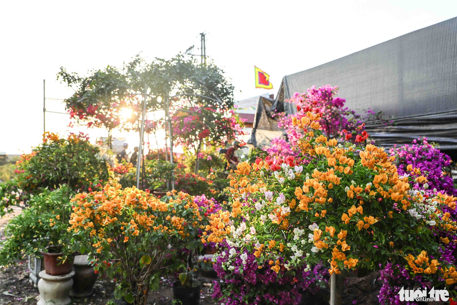 Thủ phủ hoa hồng rực rỡ trước thềm festival hoa lần đầu tiên - Ảnh 7.