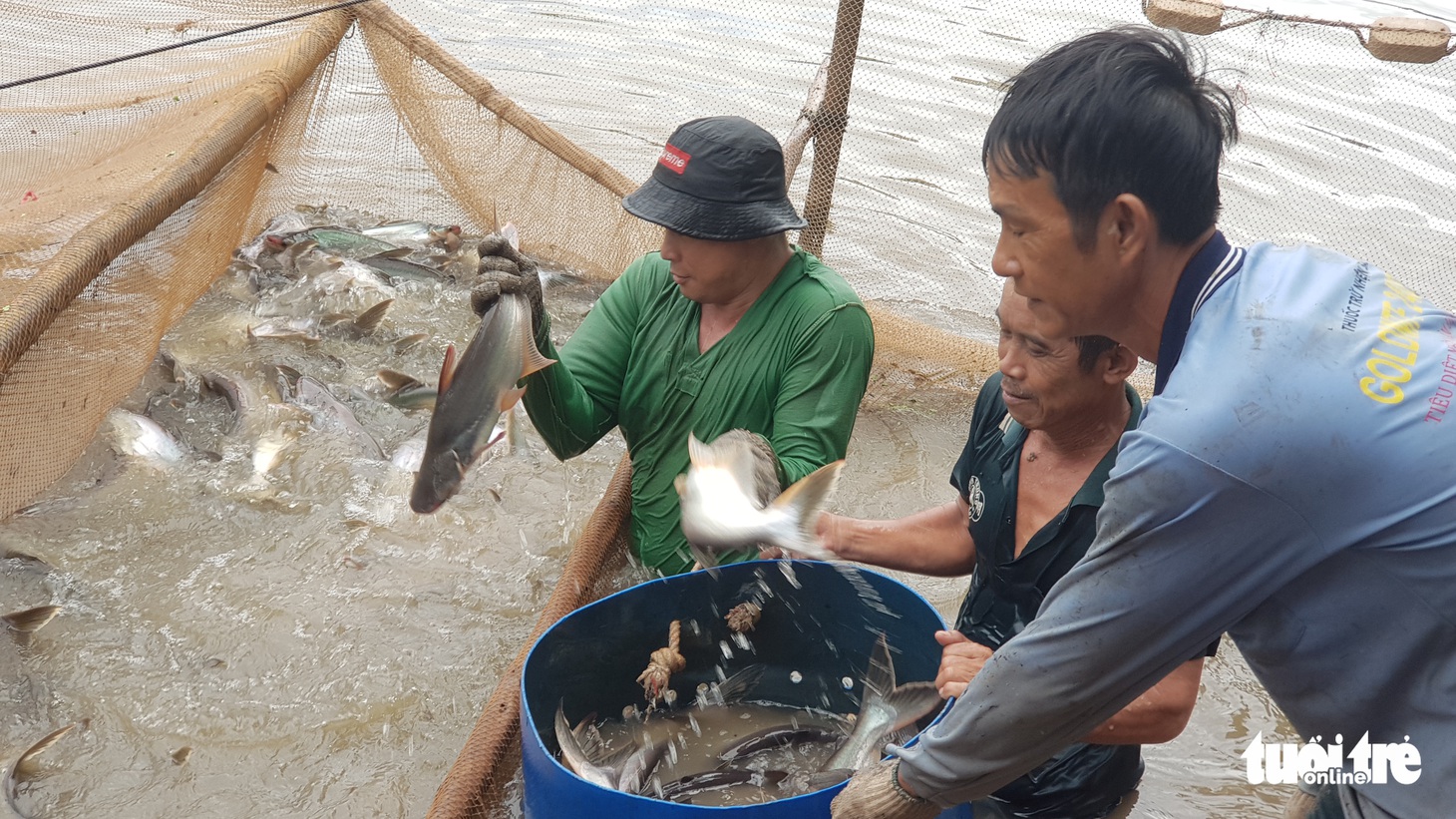 Toàn cảnh cá tra từ ương giống đến nuôi, xuất khẩu và chế biến lên bàn ăn - Ảnh 20.