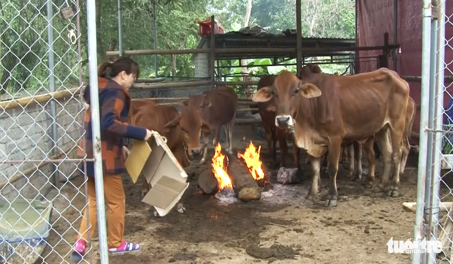 Trâu, bò ở Nghệ An chết rét hàng loạt - Ảnh 2.