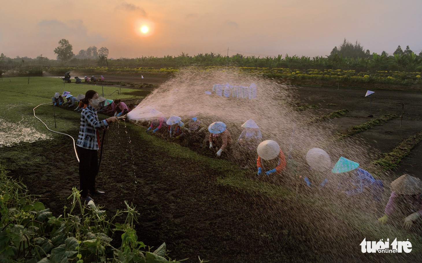 Thi ảnh Nụ xuân: Những con ong chăm chỉ ngày xuân - Ảnh 1.