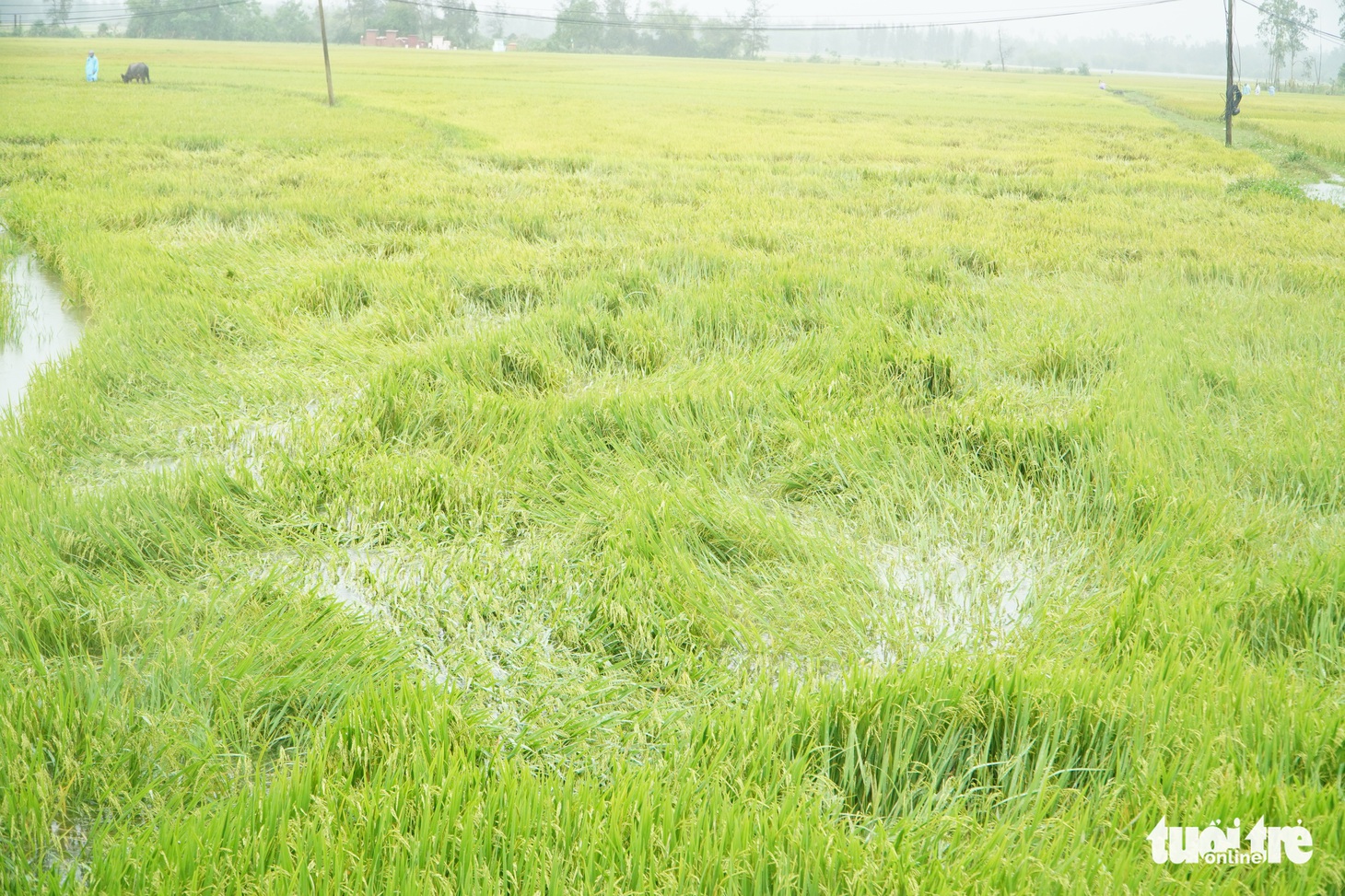 Mưa lớn, đồng ruộng ngập nước lênh láng, lúa ngã đổ - Ảnh 1.
