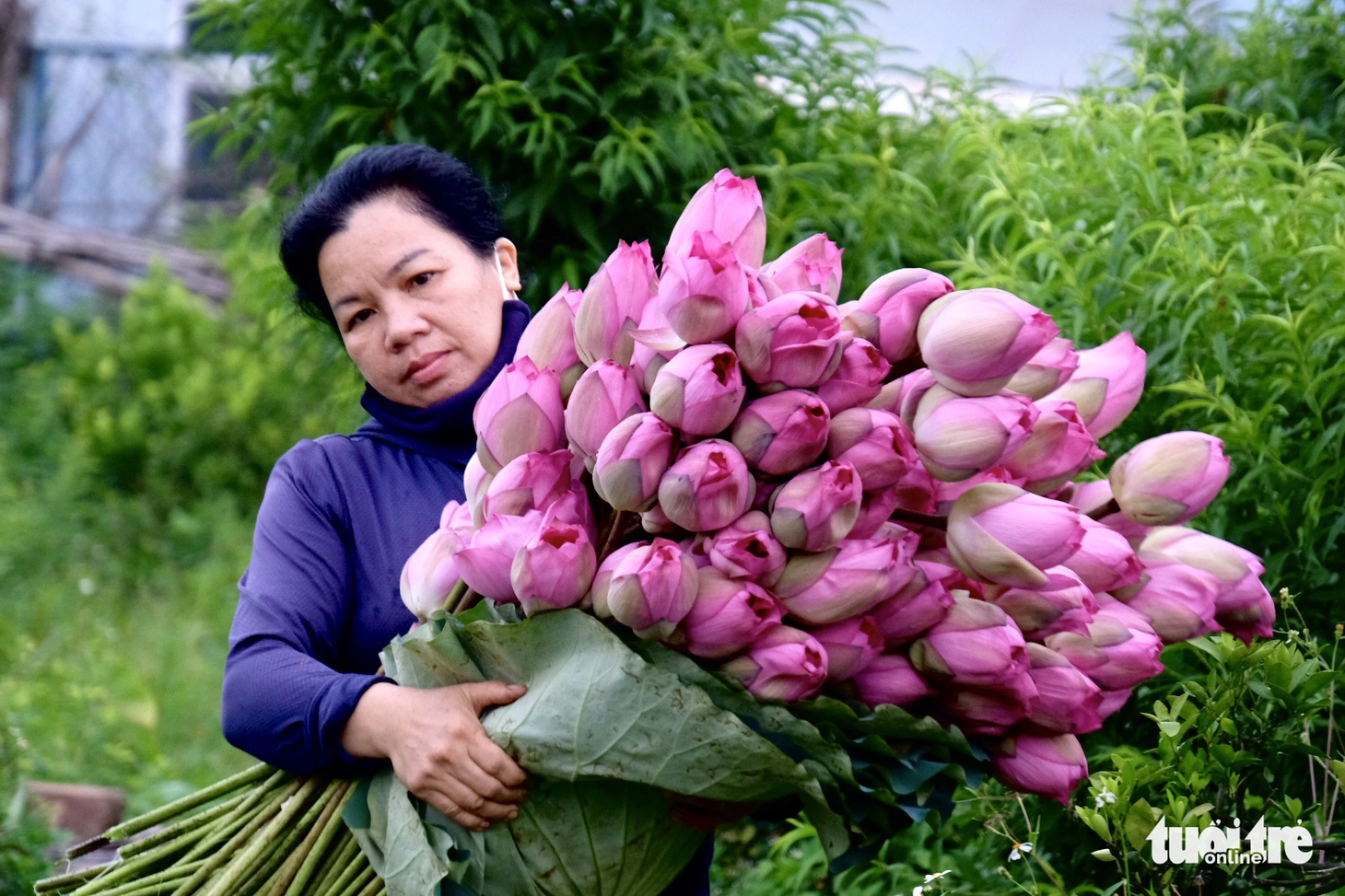 Chi tiền triệu vẫn khó mua sen hồ Tây - Ảnh 1.