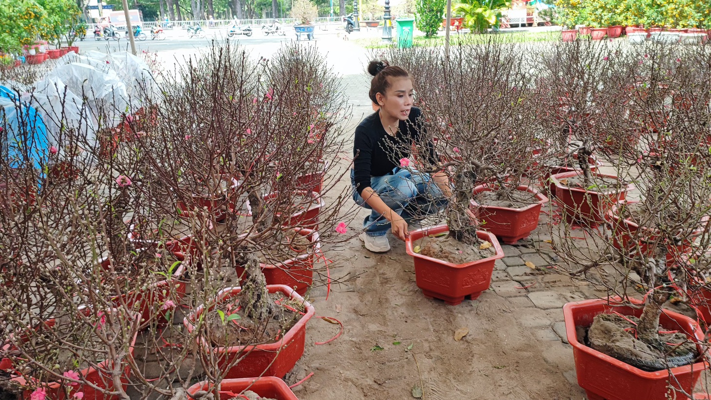 Đào Bắc, quất Phú Yên... đổ bộ lên TP.HCM, người bán ngóng khách - Ảnh 2.