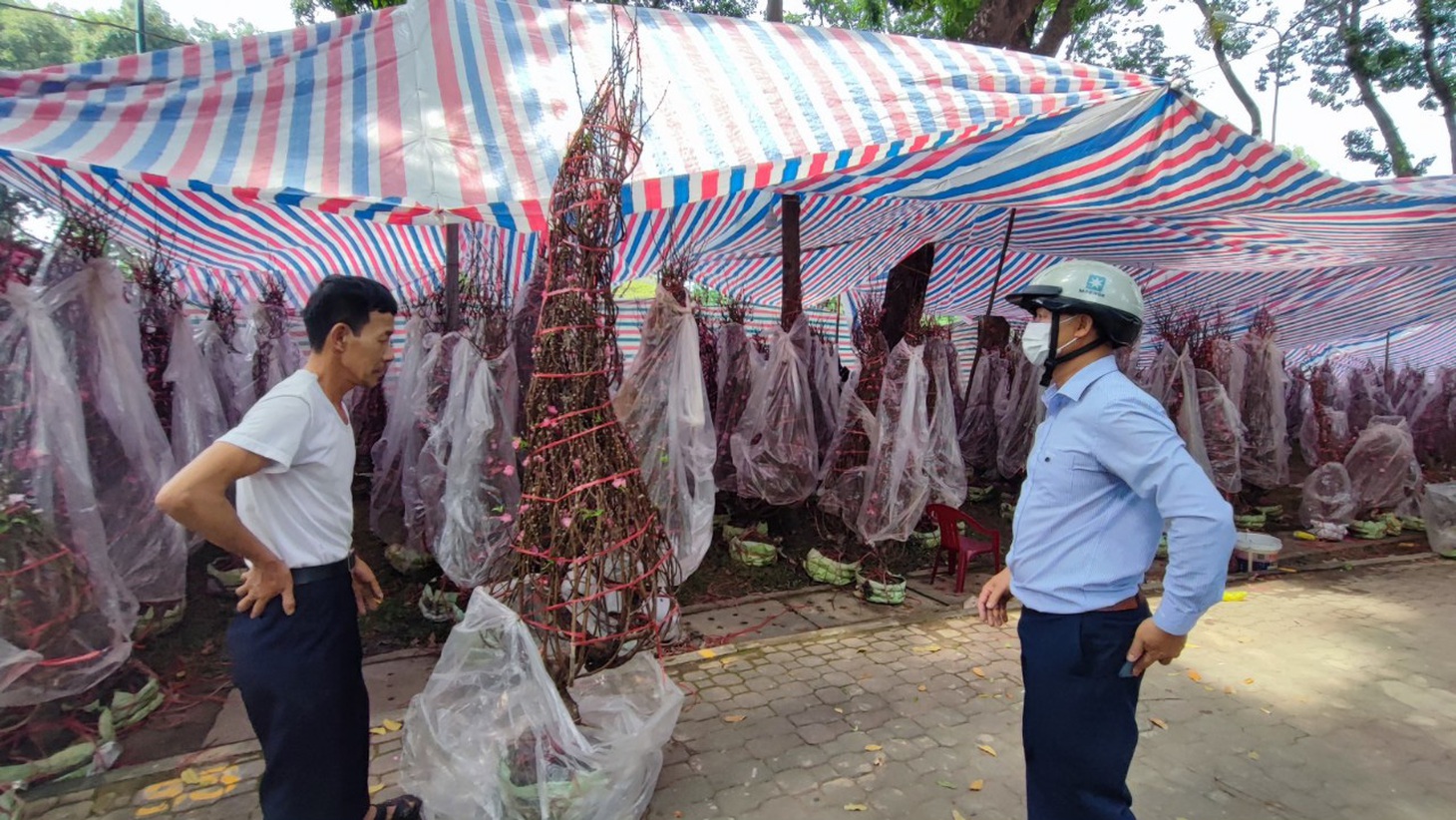 Hoa Tết: sức mua đã tăng - Ảnh 4.