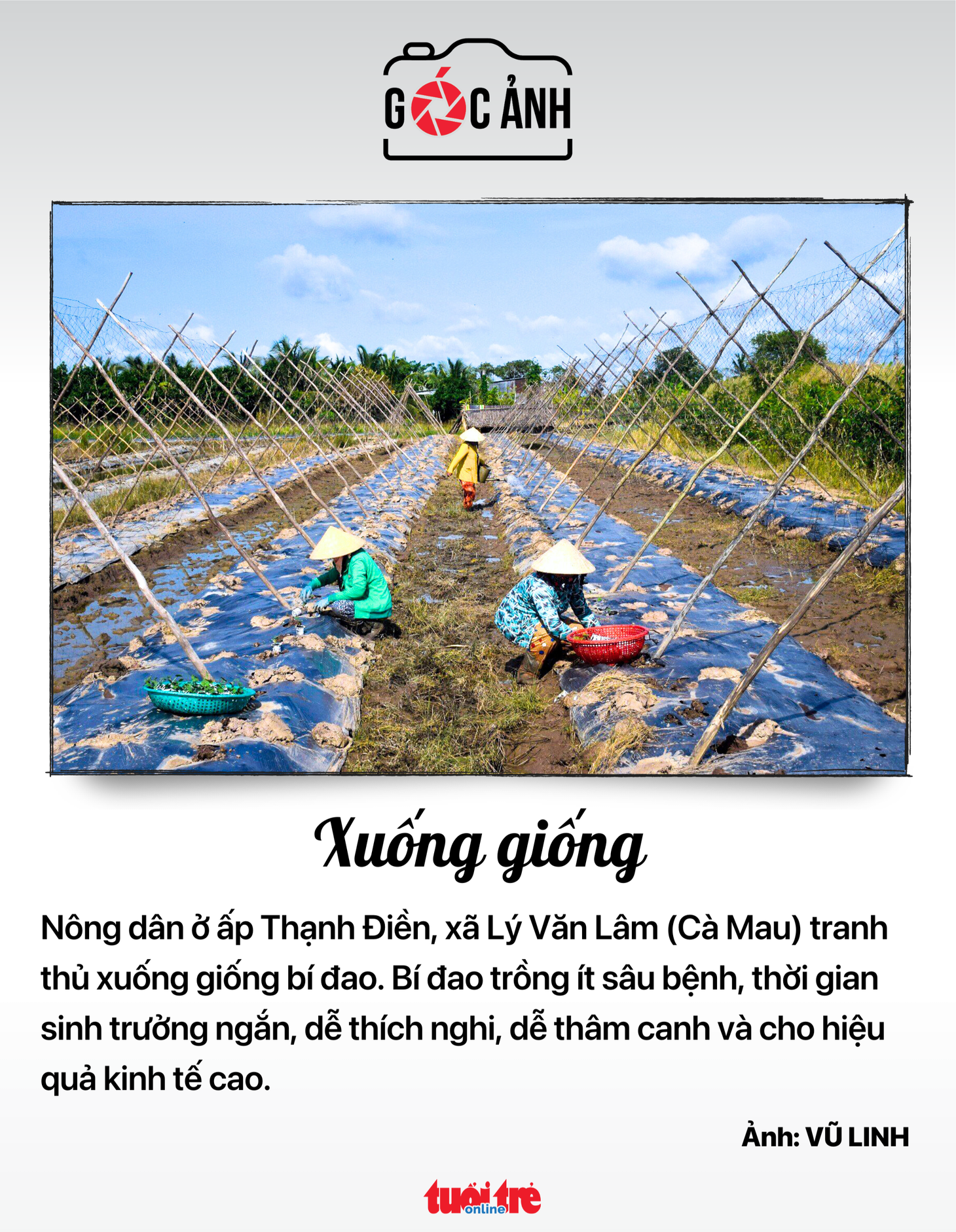 Xuống giống - Ảnh: VŨ LINH