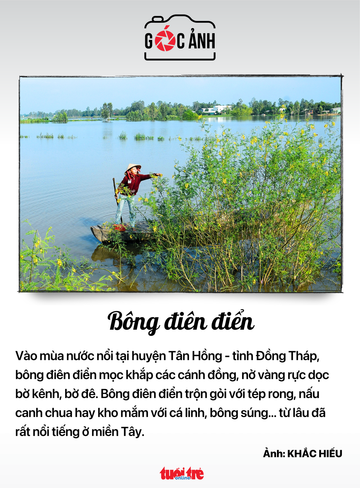 Bông điên điển - Ảnh: KHẮC HIẾU