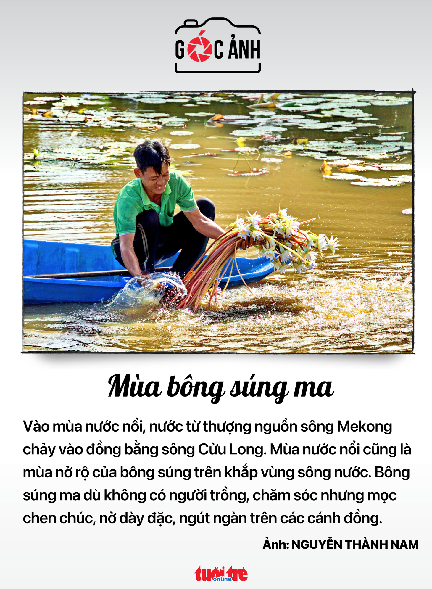 Mùa bông súng ma - Ảnh: NGUYỄN THÀNH NAM
